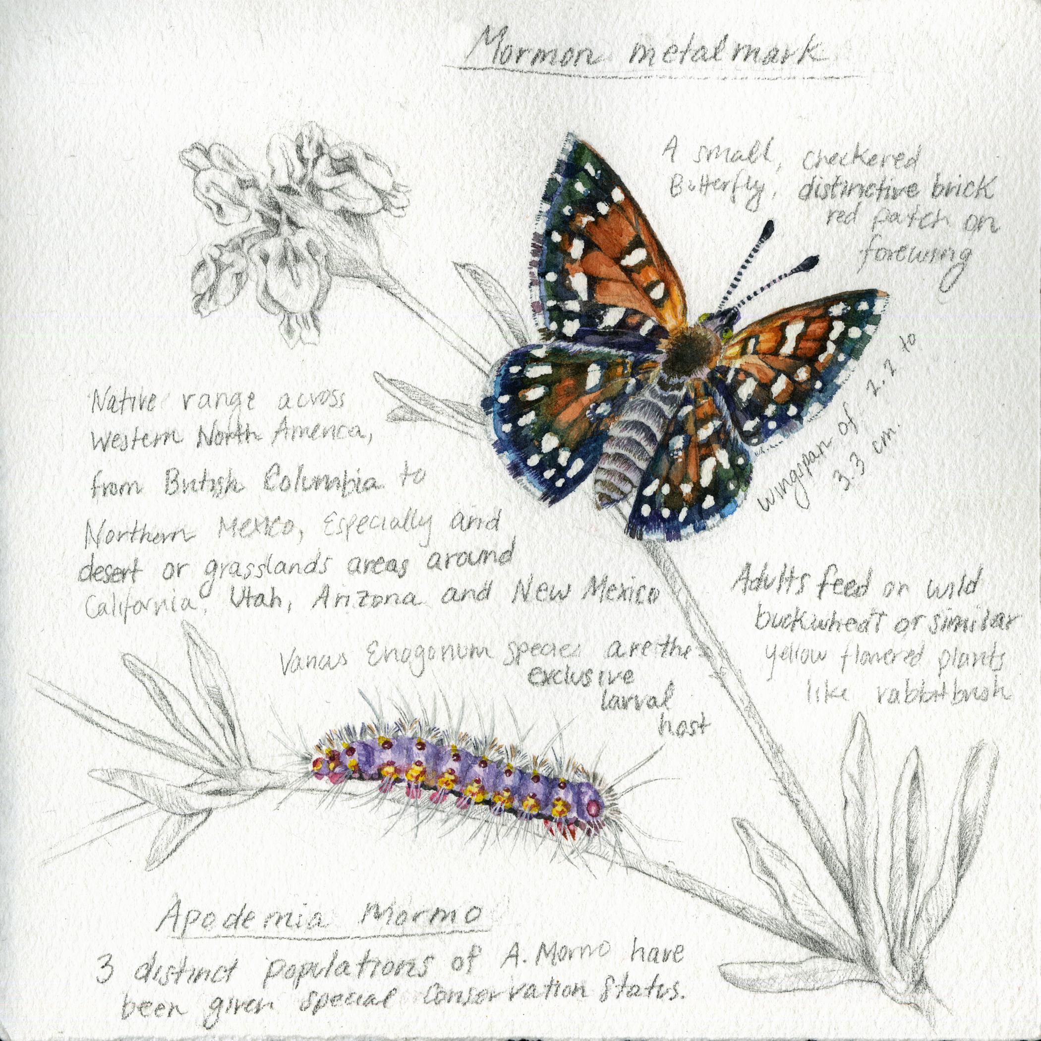 Mormon Metalmark
