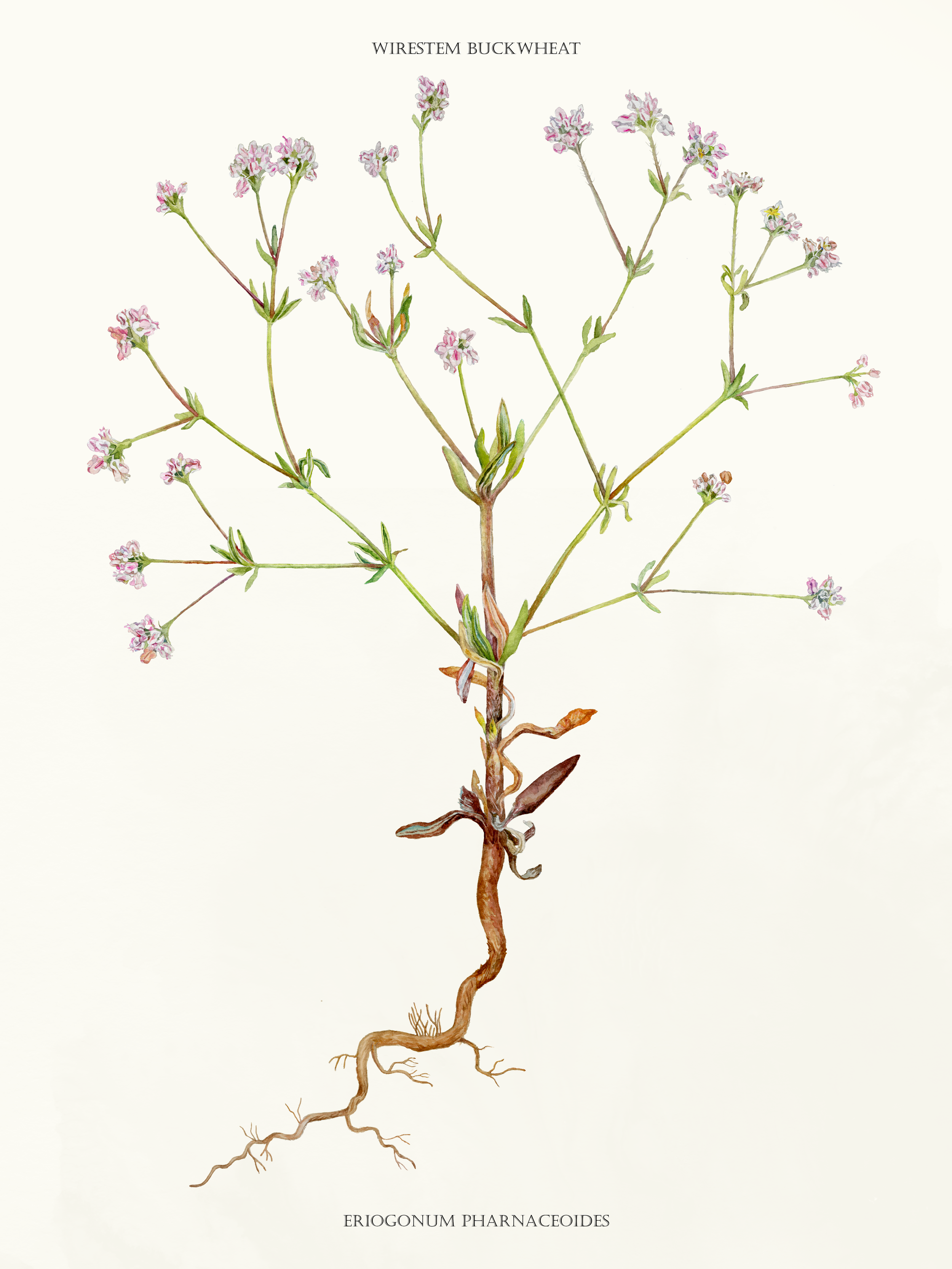 Wirestem Buckwheat (17x22)