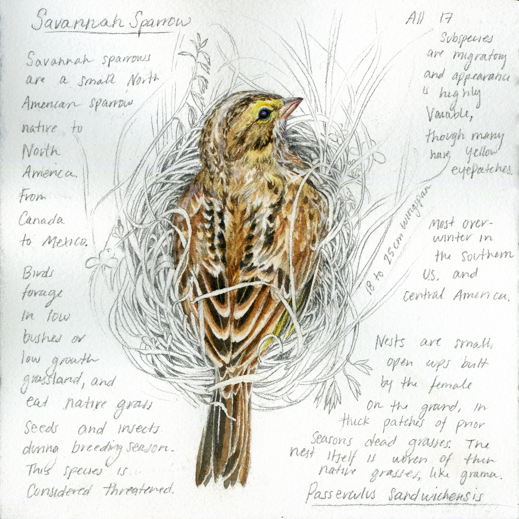 Savannah Sparrow