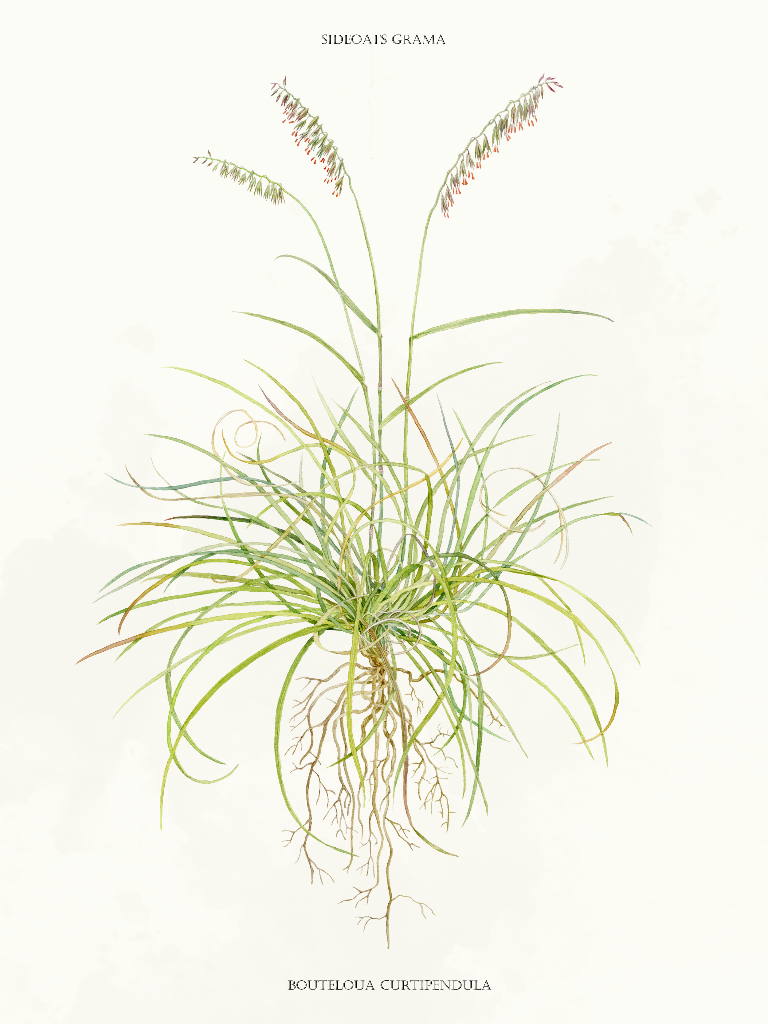 Sideoats Gramma (17x22)