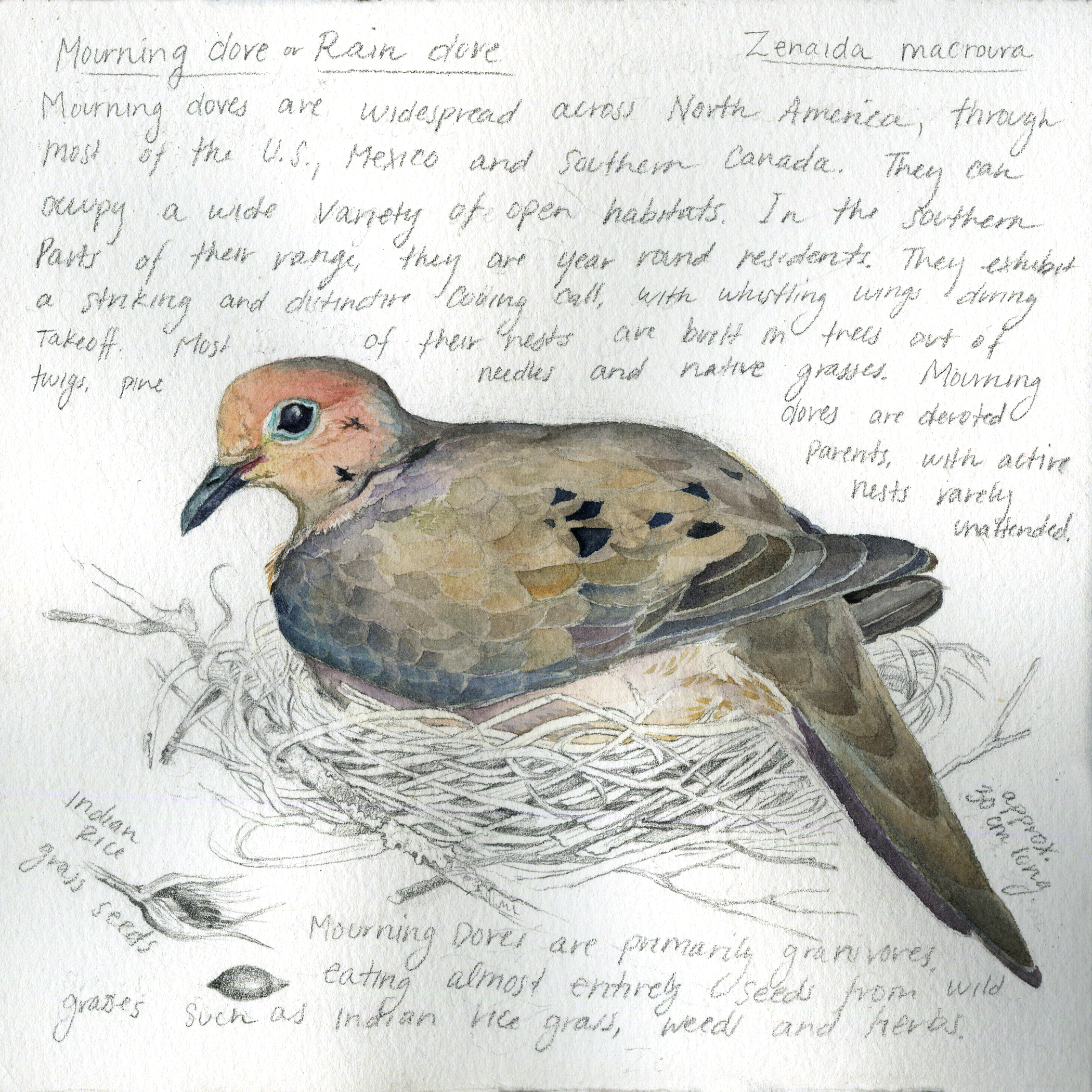 Mourning Dove