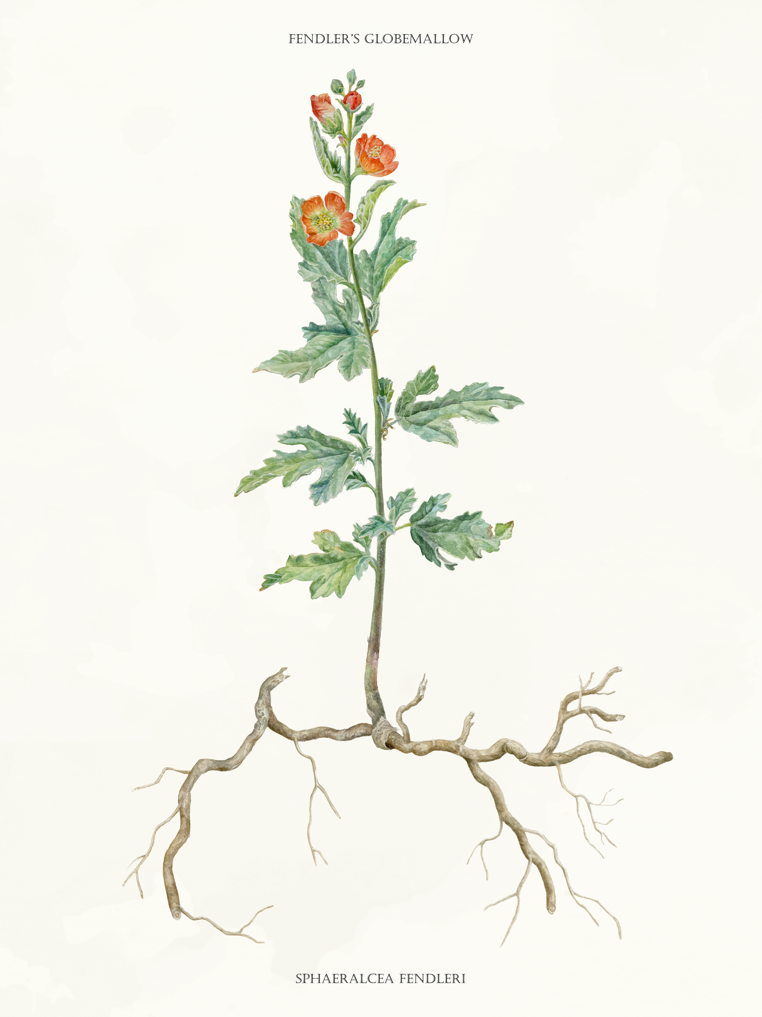 Fendler's Globemallow (17x22)