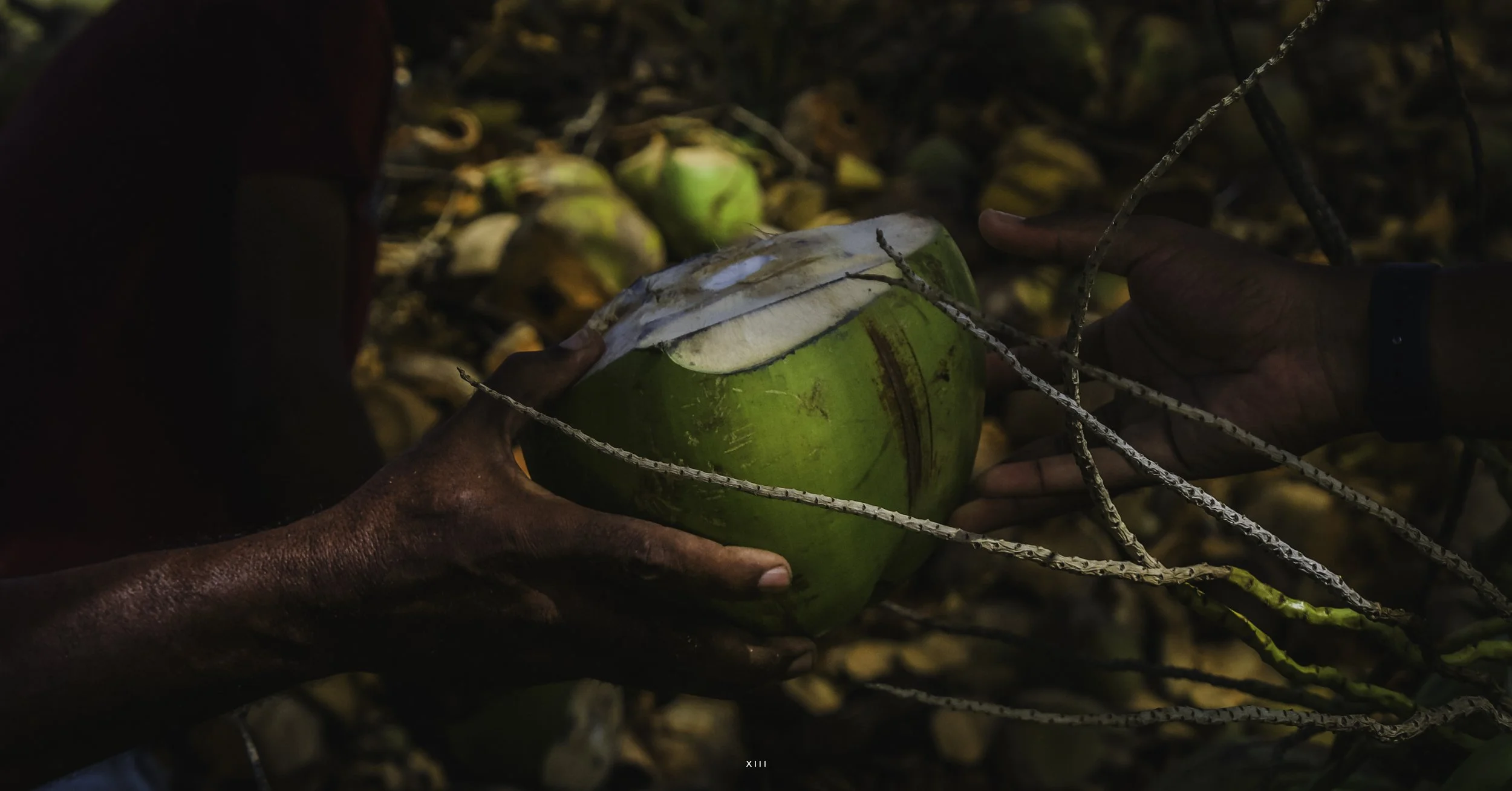 Des mains d'individus tenant une noix de coco verte, entourée de cordes ou de lianes dans une forêt ou un environnement naturel.