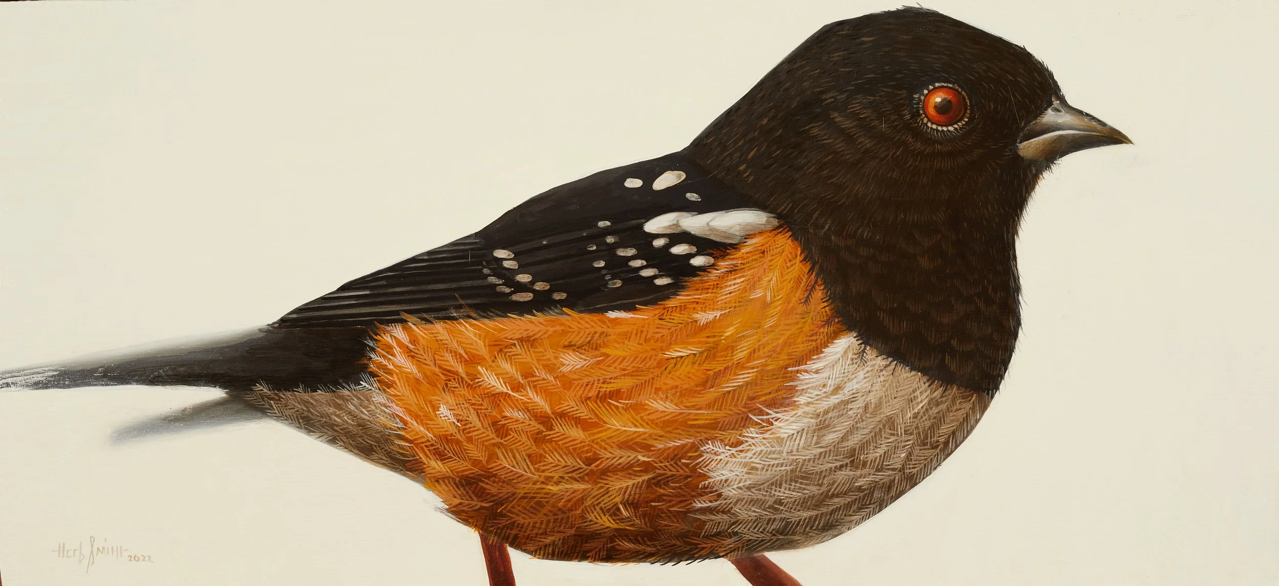 Herb Smith (American, b. 1981) / Spotted Towhee / Oi on Wood Panel / 10" x 22" / SOLD