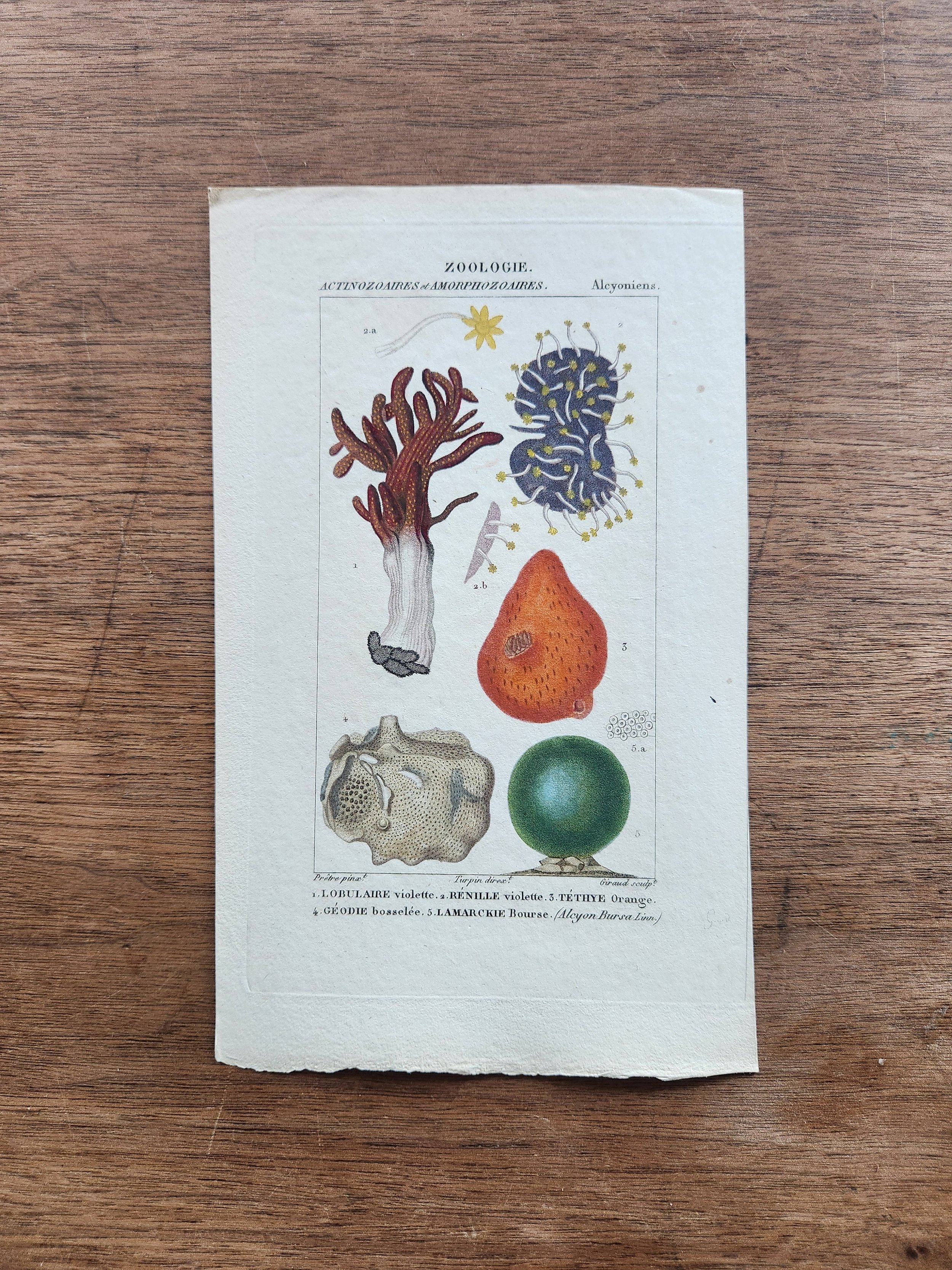 Antique French Engraving, 1, Full Frame.jpg