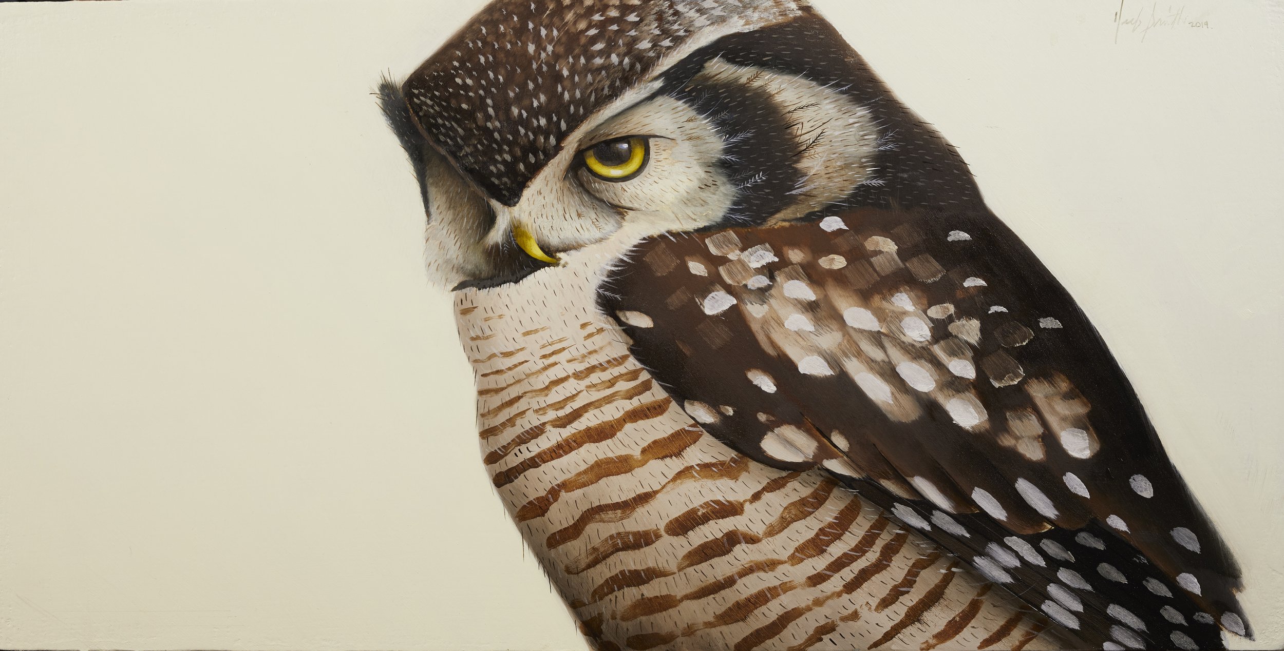 Herb Smith (American, b. 1981) / Northern Hawk Owl / 10" x 20" / SOLD