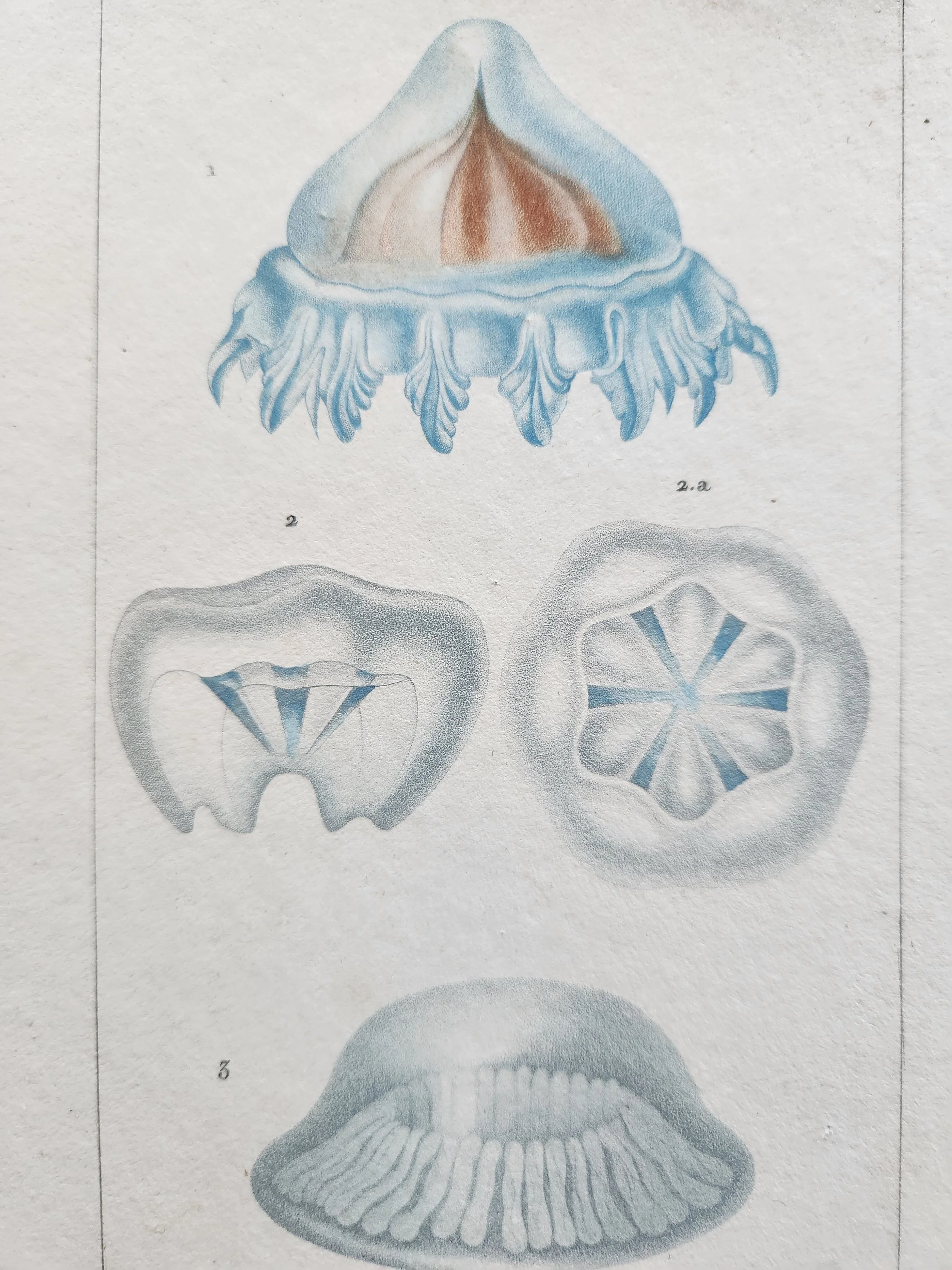 Antique French Engraving, 7.jpg