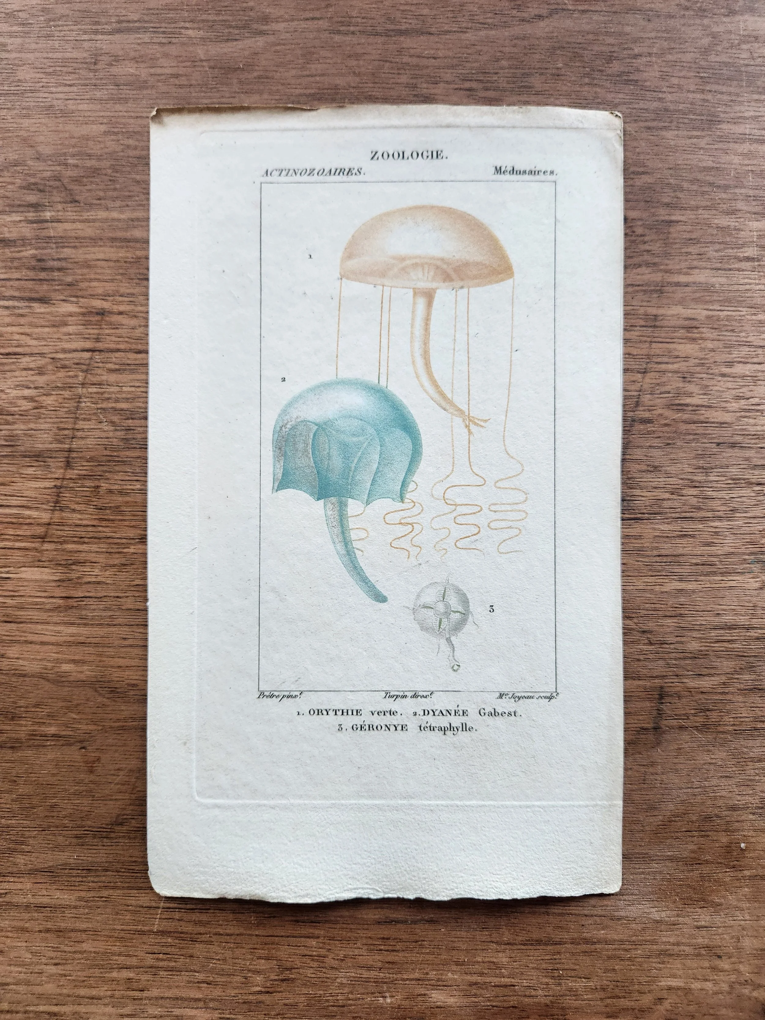 Medusaires (Loose, Unframed Print) from "Zoologie"