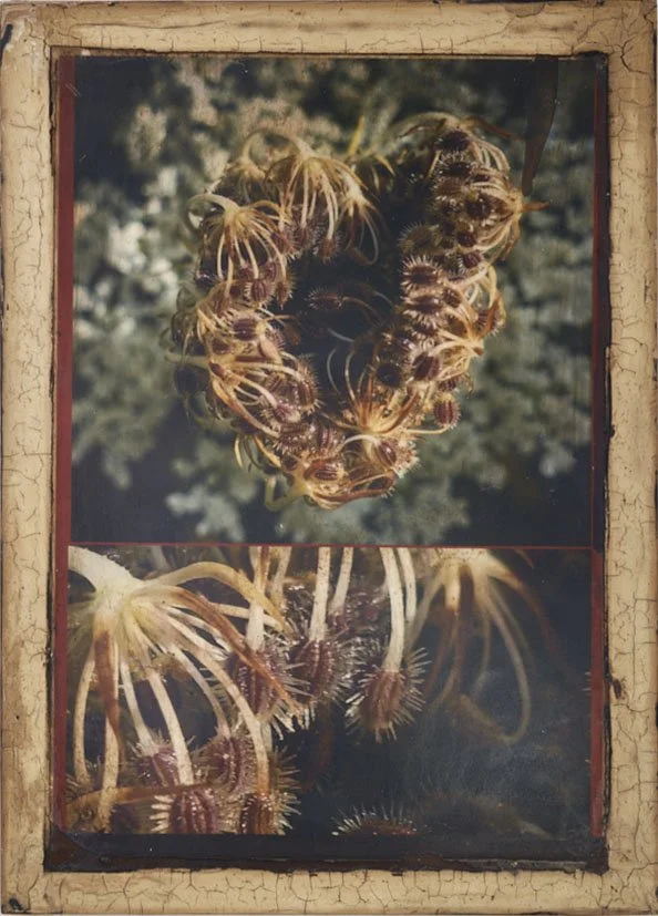 Photo of a group of spiders and insects arranged in the shape of a heart, displayed in a frame.