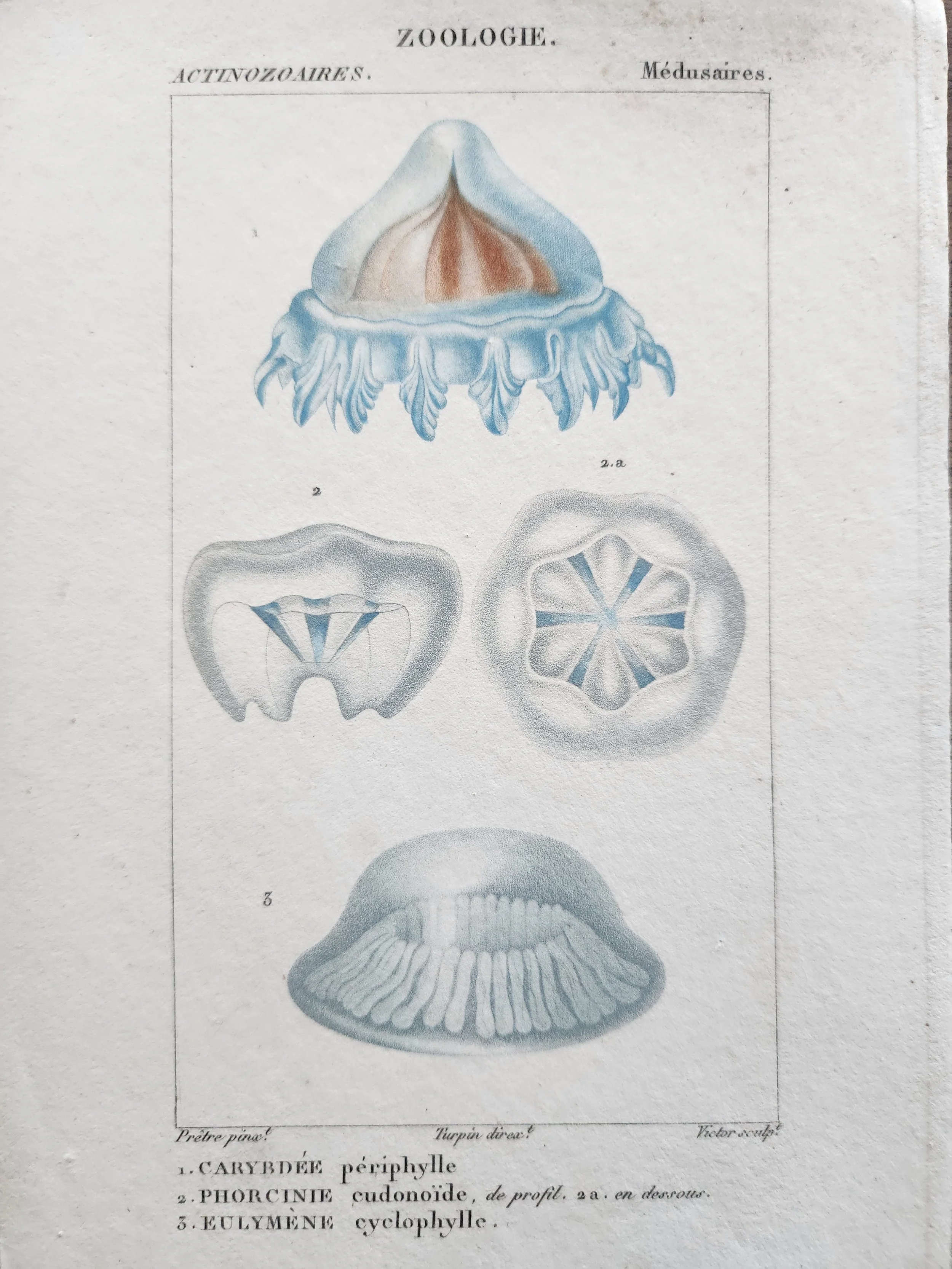 Antique French Engraving, 7, without Border.jpg