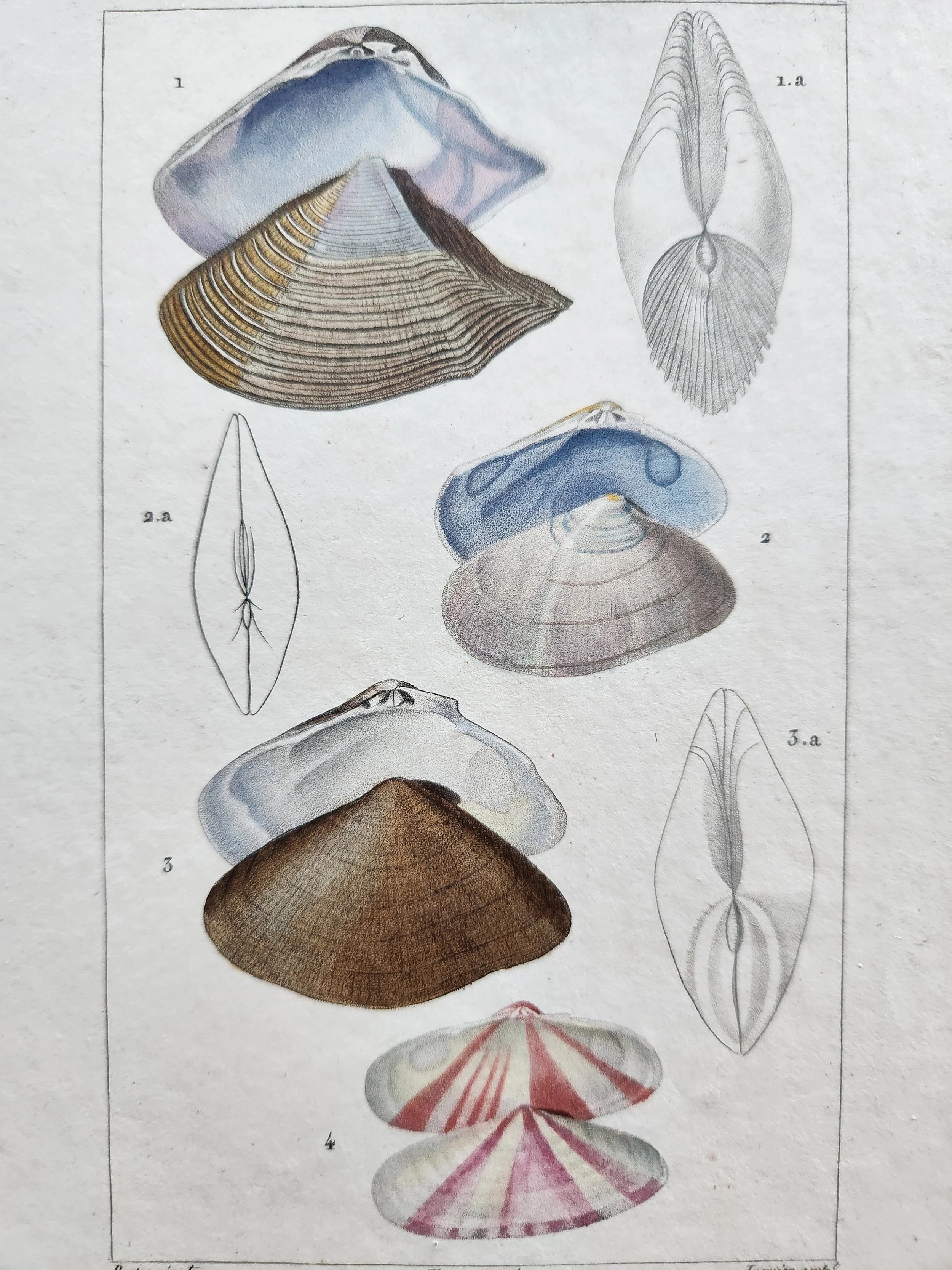 Antique French Engraving, 6.jpg