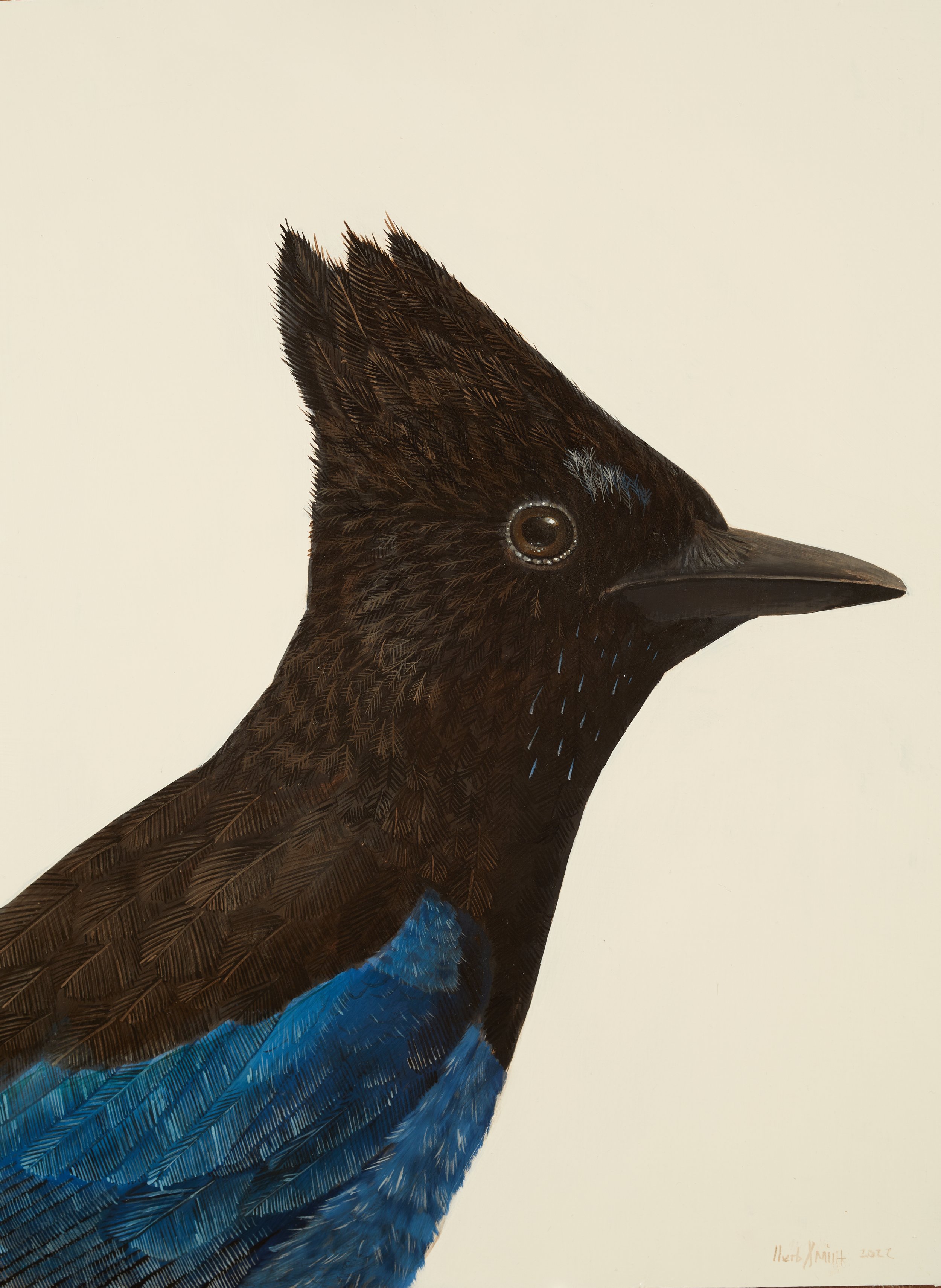 Herb Smith (American, b. 1981) / Steller's Jay (2022) / Oil on Wood Panel / 16" x 12" / $5,000