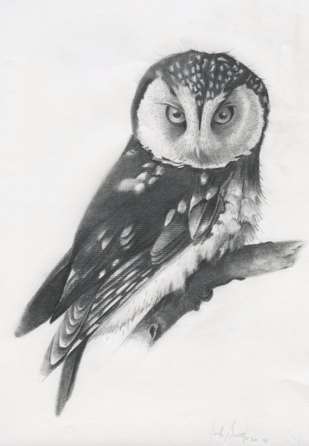 Herb Smith (American, b. 1981) / Boreal Owl / Graphite on Paper / 12" x 9" / SOLD