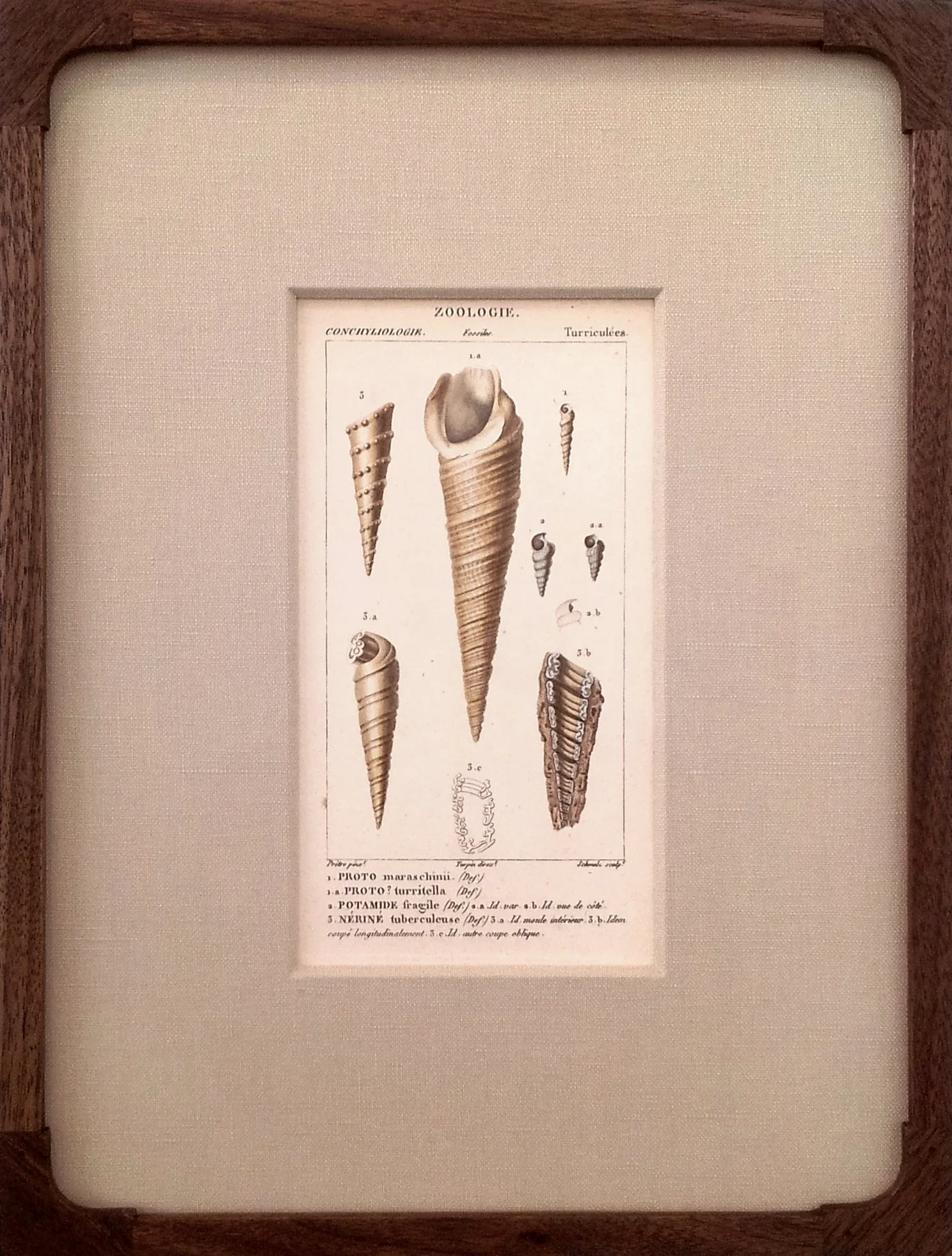 Framed Antique French Engraving