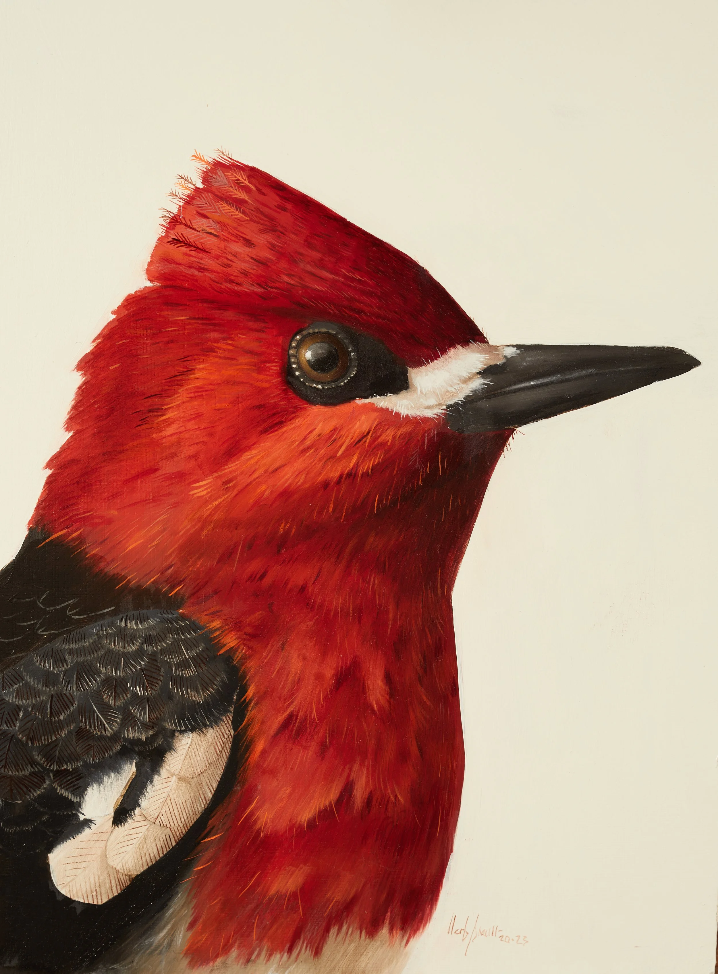 Herb Smith (American, b. 1981) / Red Breasted Sapsucker (2023) / Oil on Wood Panel / 12" x 9" / SOLD
