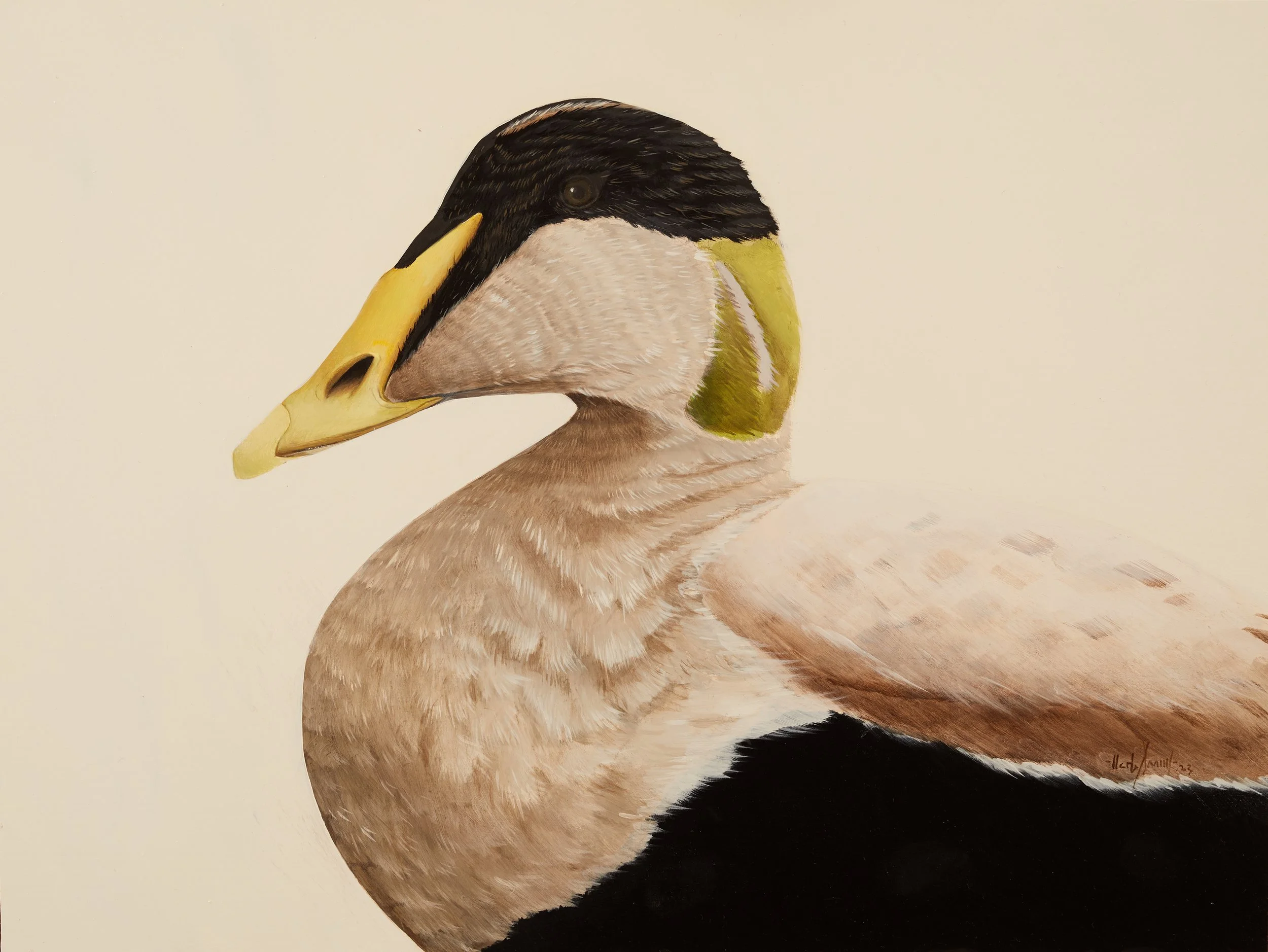 Herb Smith (American, b. 1981) / Common Eider (2023) / Oil on Panel / 12" x 16" / $4,090 Framed