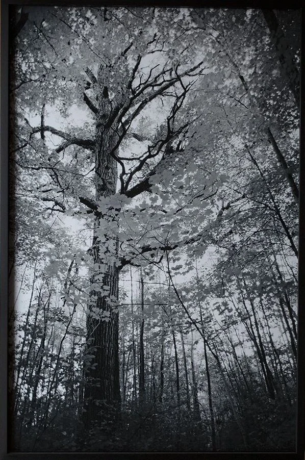Kristi Tamcsin Harrison (American, b. 1975) / White Oak Way / Archival Print / Various Sizes Available / Contact for Sizes and Pricing