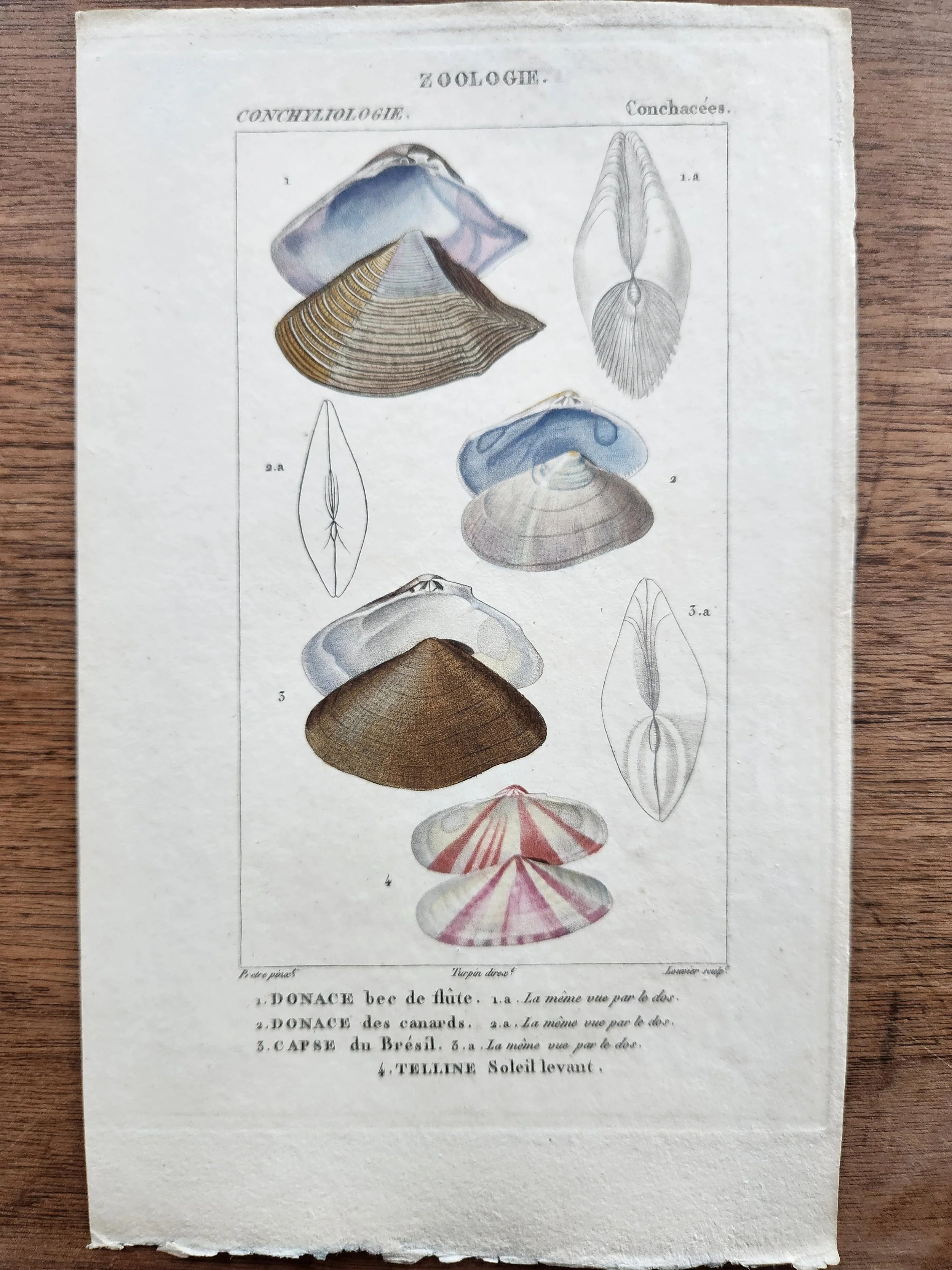 Antique French Engraving, 6, with Border.jpg