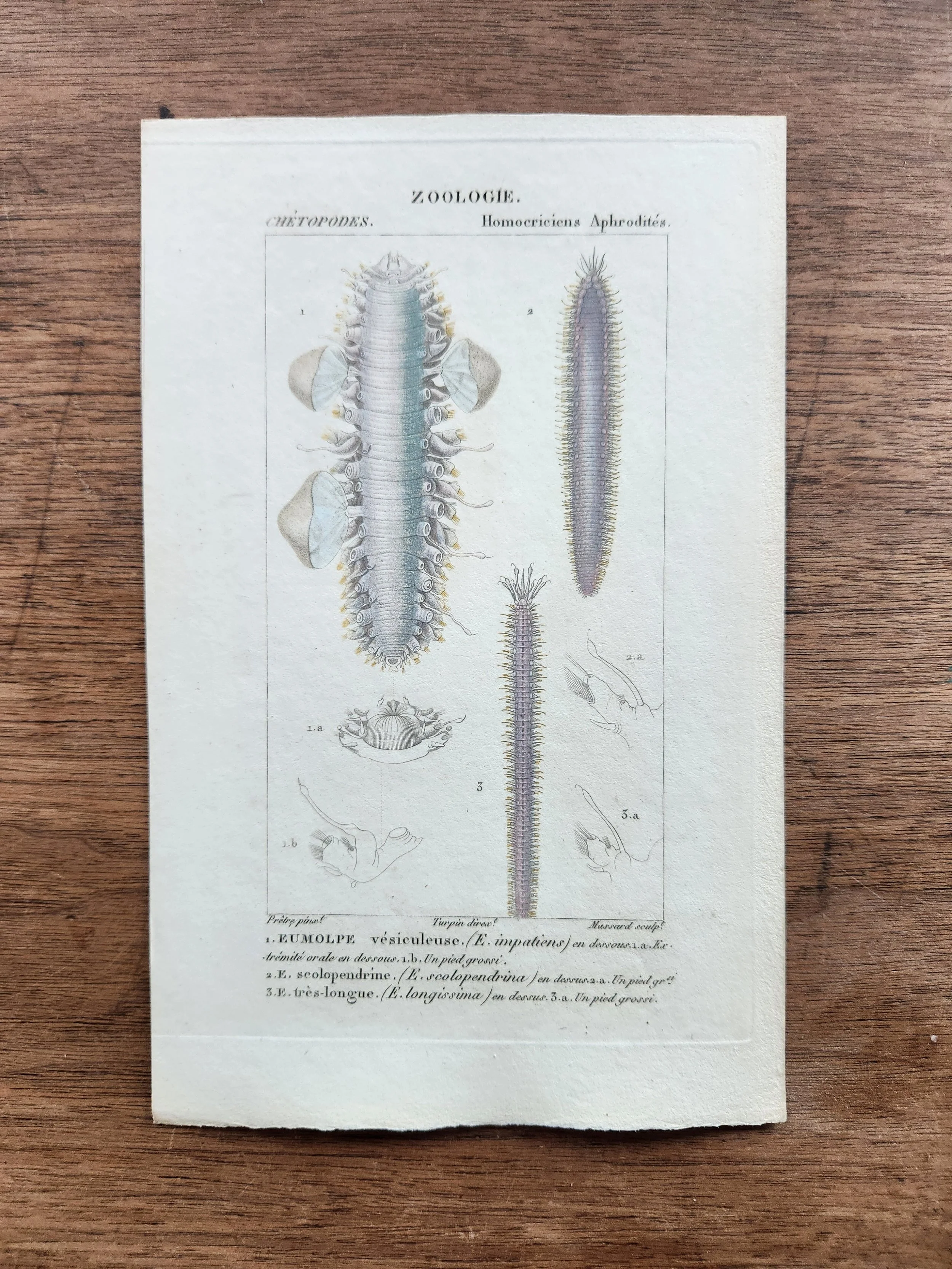 Homocriciens Aphrodites (Loose, Unframed Print) from "Zoologie"