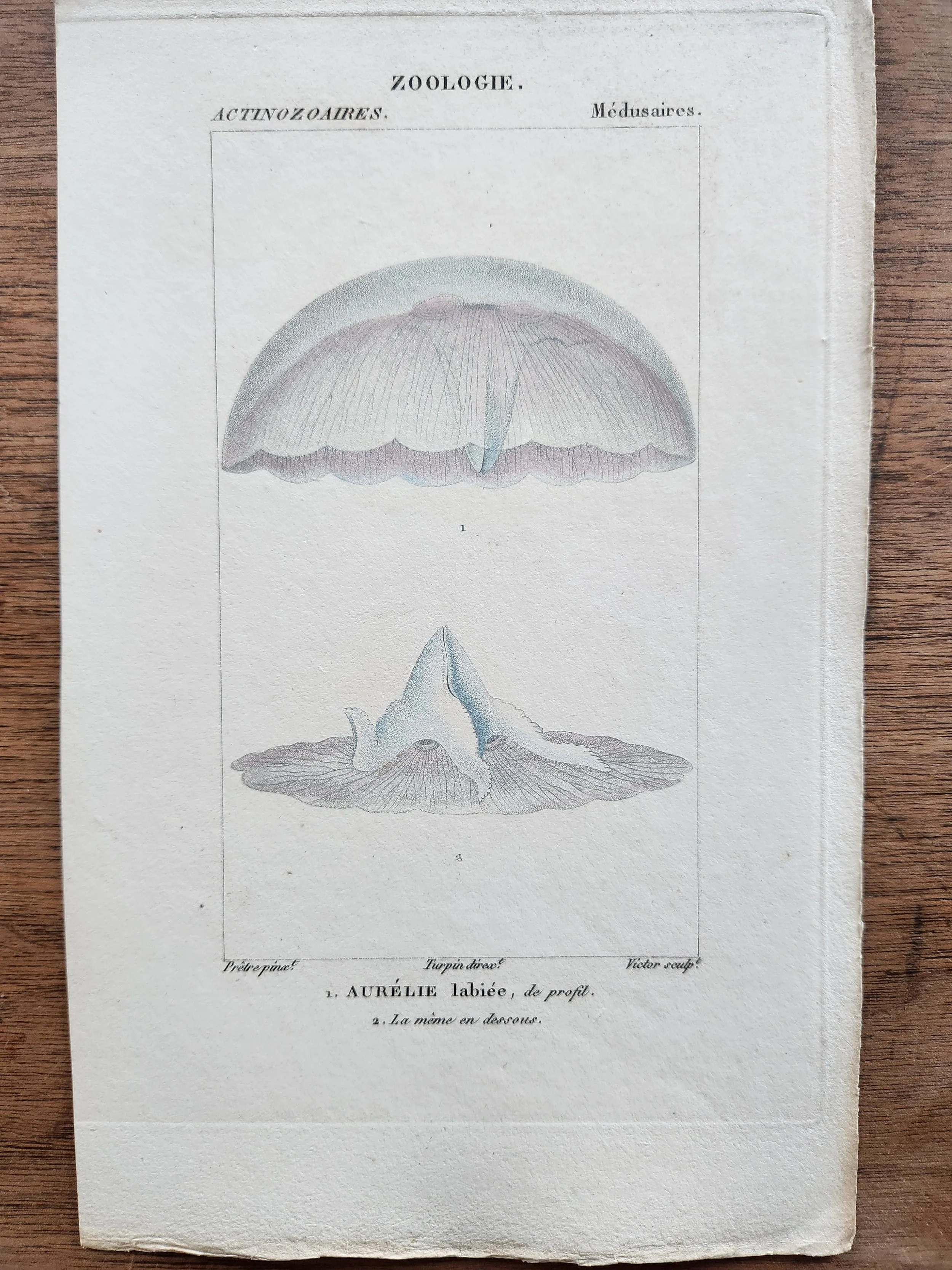Antique French Engraving, 5, with Border.jpg