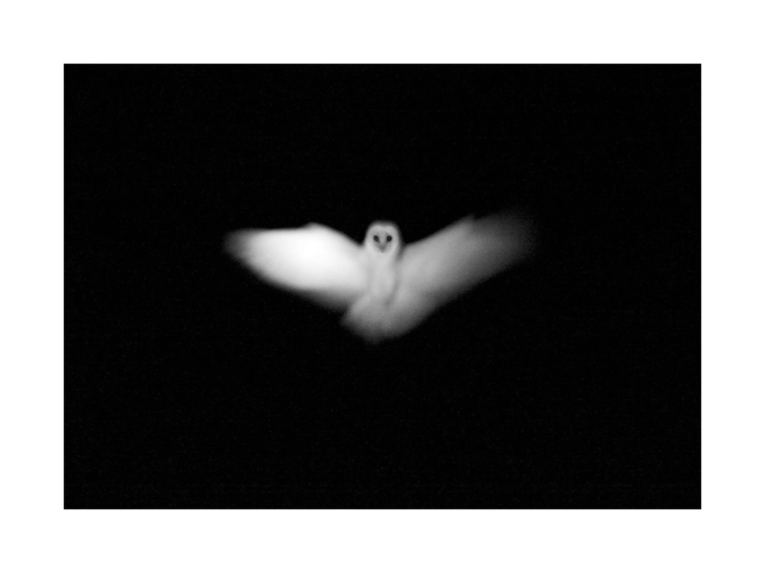 Kristi Tamcsin Harrison (American, b. 1975) / Owl in Flight / Archival Print / Various Sizes Available / Contact for Sizes and Pricing