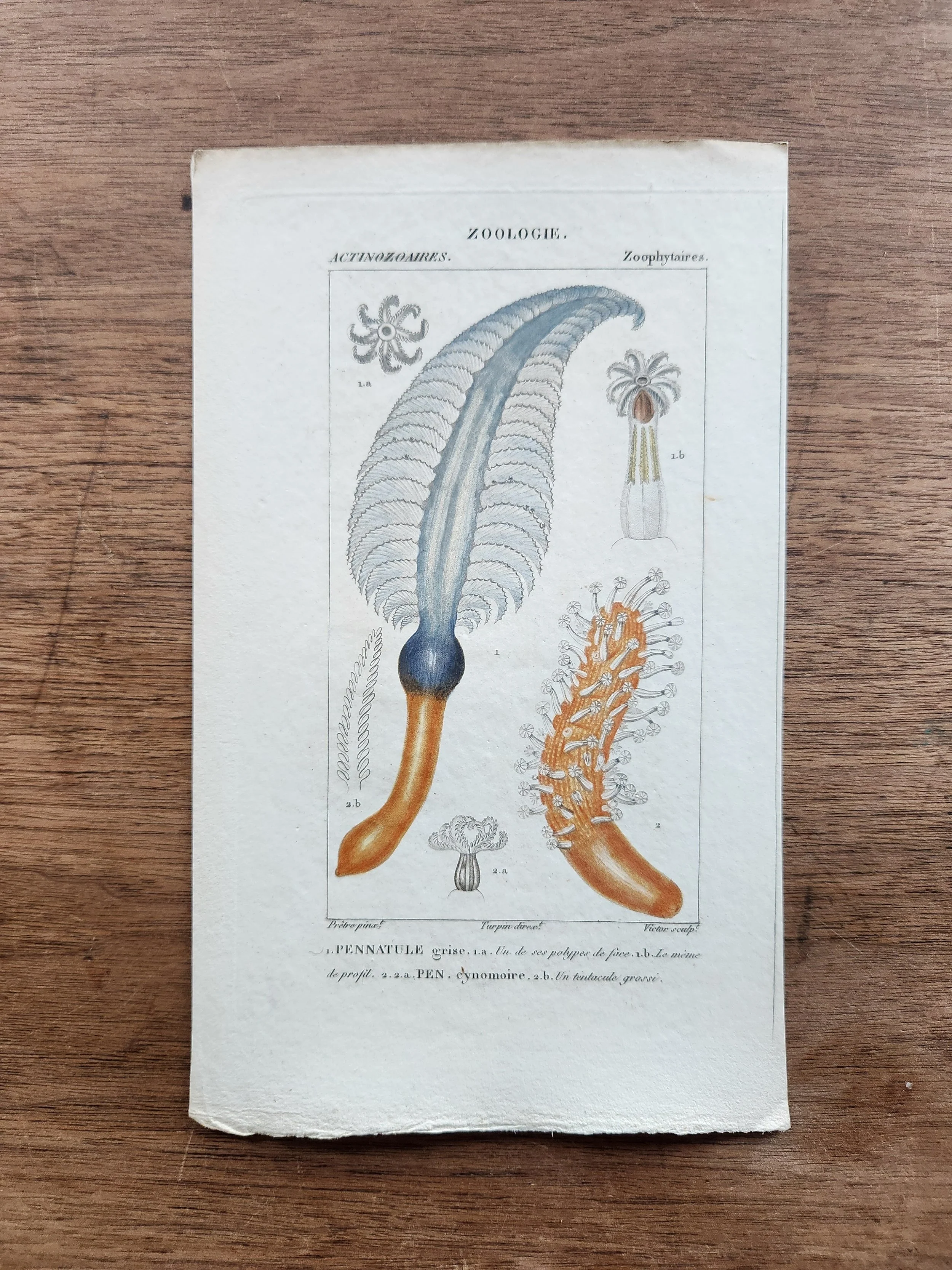 Zoophytaires (Loose, Unframed Print) from "Zoologie"
