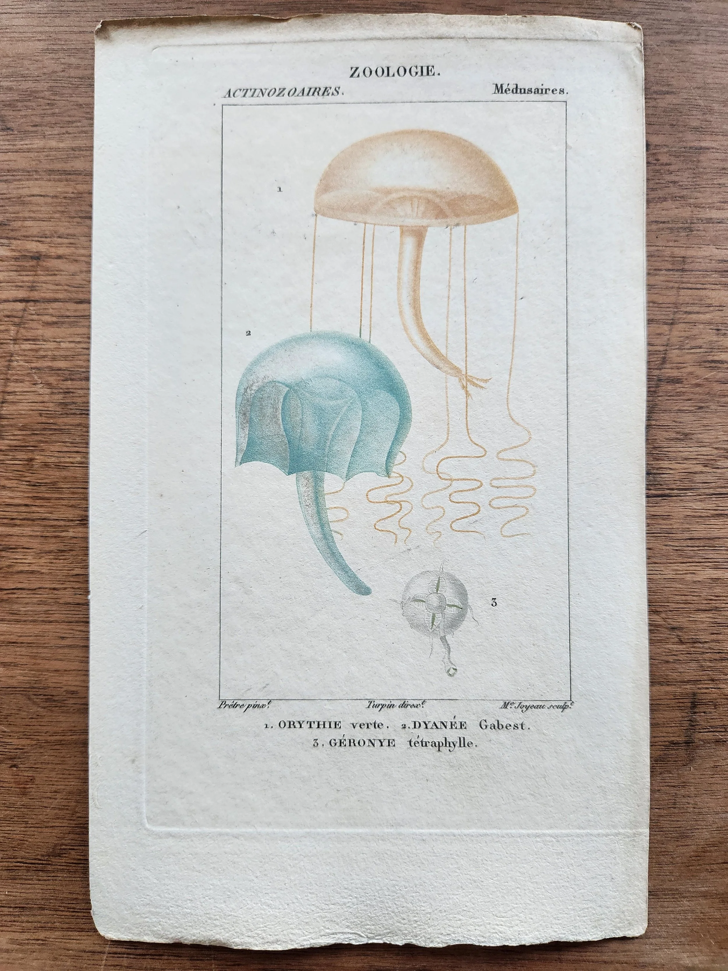Antique French Engraving, 2, with Border.jpg