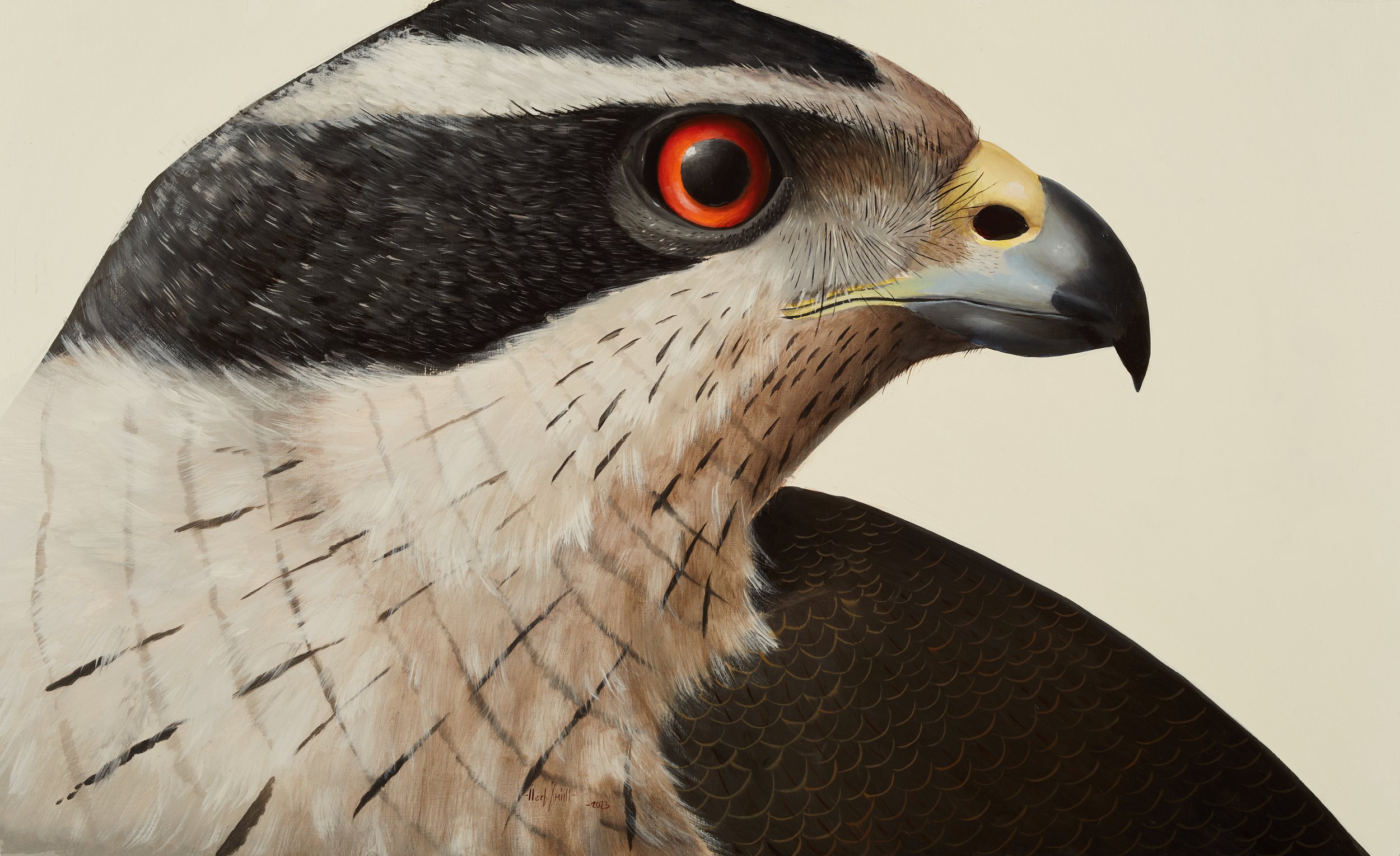 Herb Smith New York City Artist Bird Portrait Oil Paintings Available Artwork Northern Goshawk Representational Bird Portrait Bird of Prey Contemporary Art Contemporary Painting