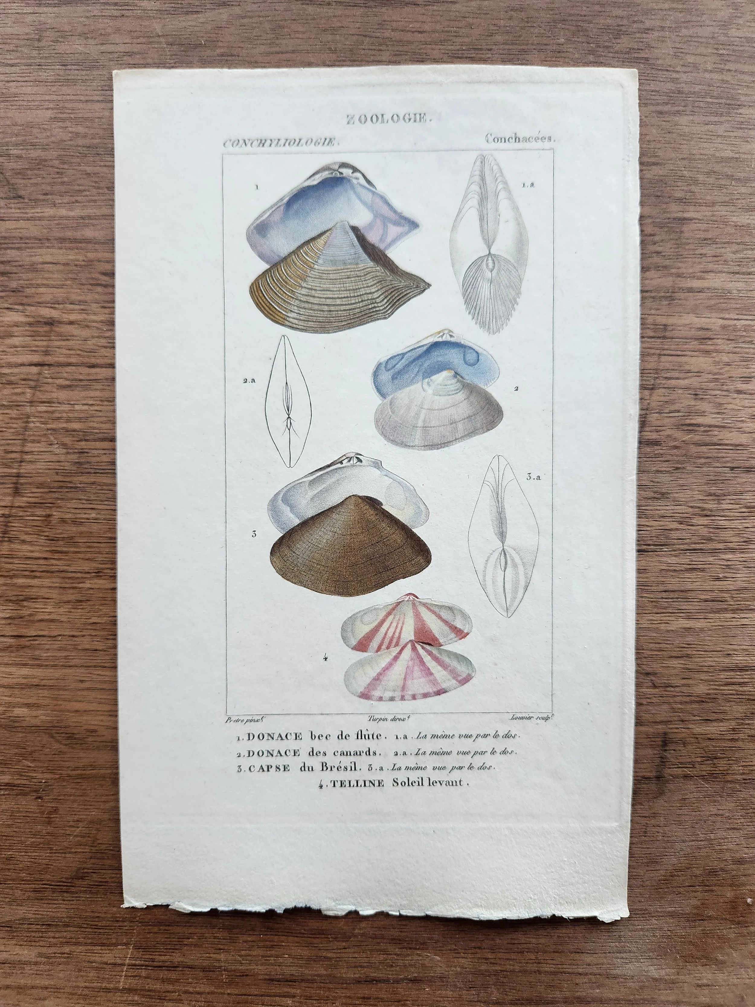 Conchacees (Loose, Unframed Print) from "Zoologie"