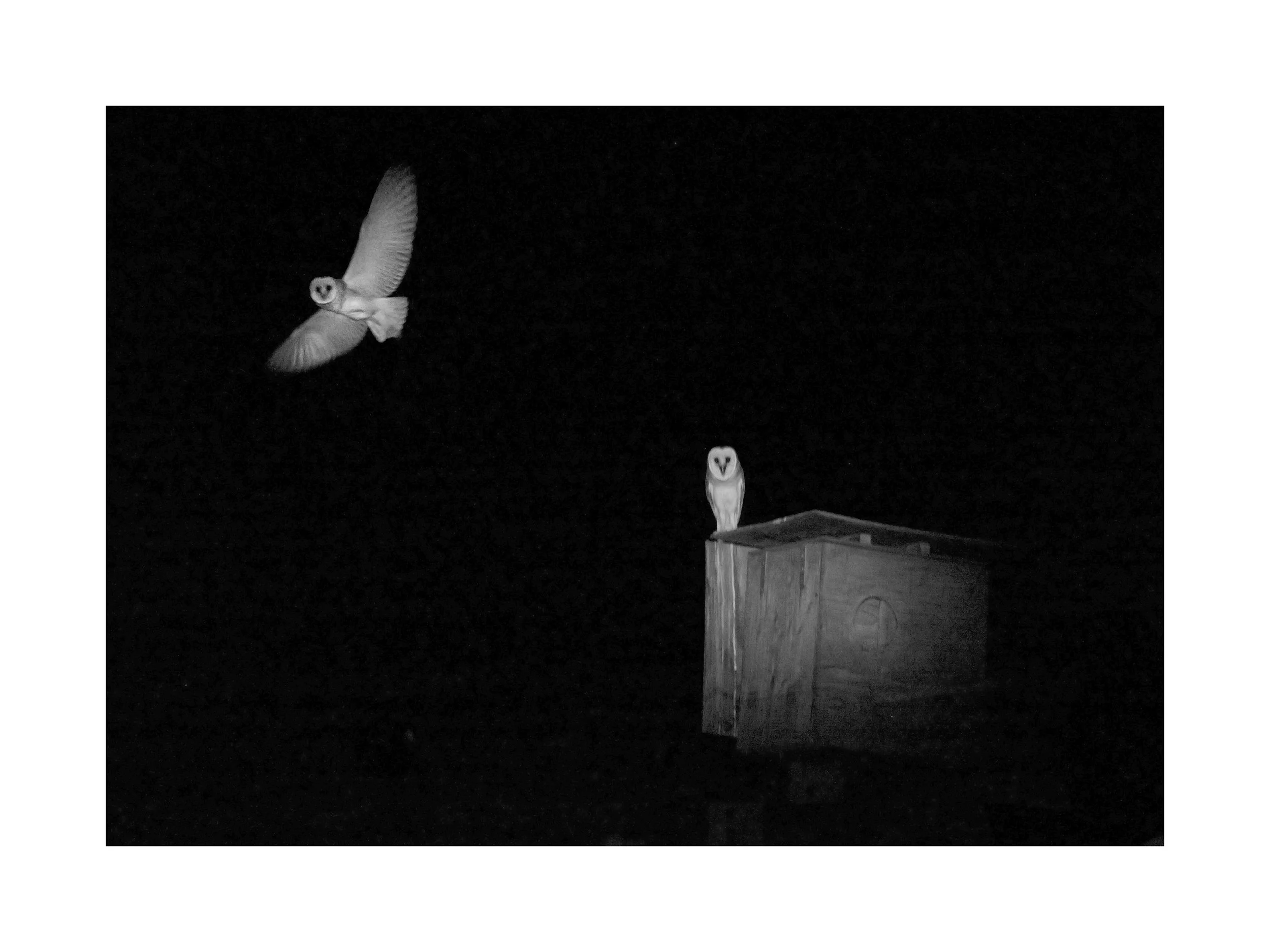 Kristi Tamcsin Harrison (American, b. 1975) / Two Owls at Night / Archival Print / Various Sizes Available / Contact for Sizes and Pricing