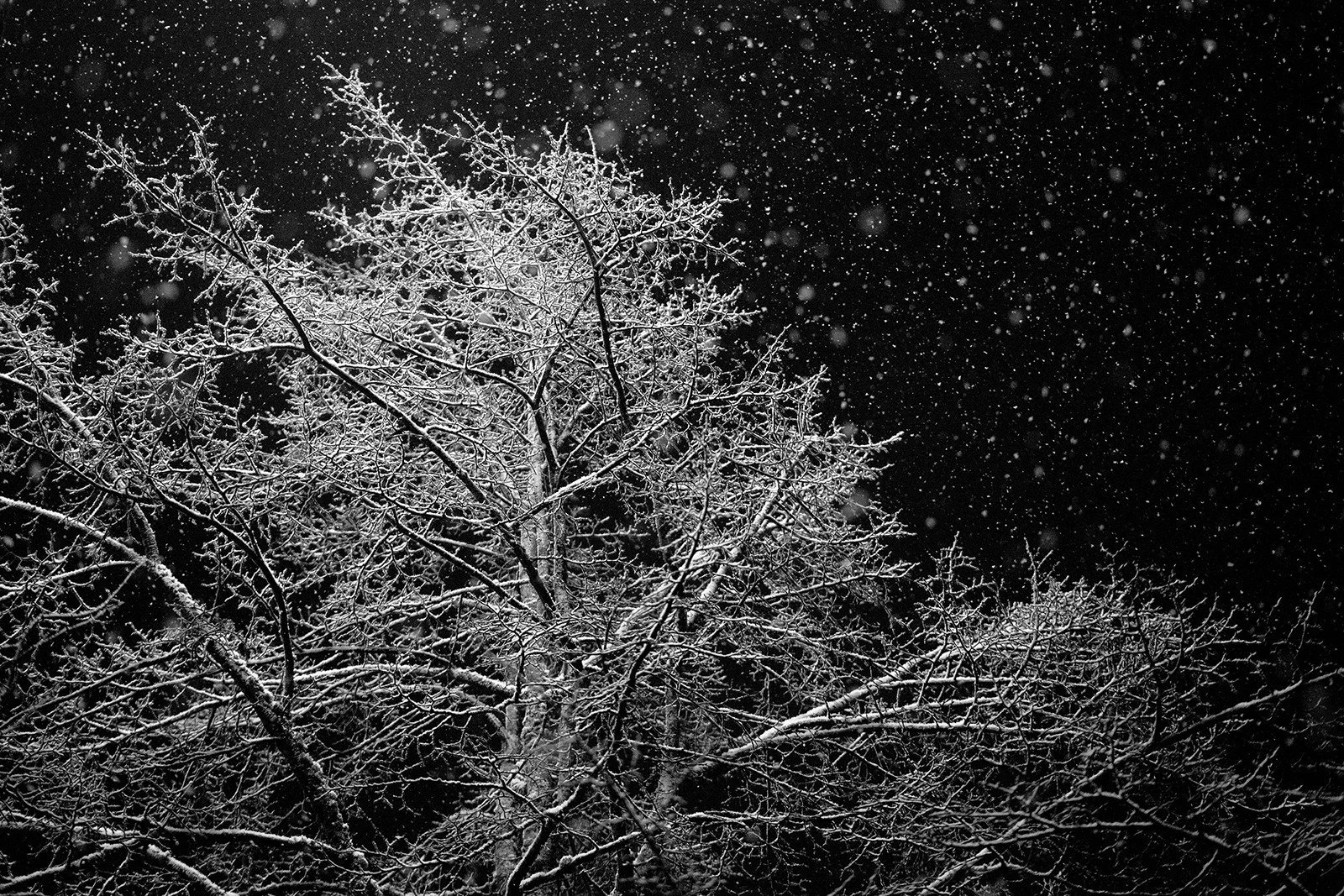 Kristi Tamcsin Harrison (American, b. 1975) / Sea-Tac Snow Trees / Archival Print / Various Sizes Available / Contact for Sizes and Pricing