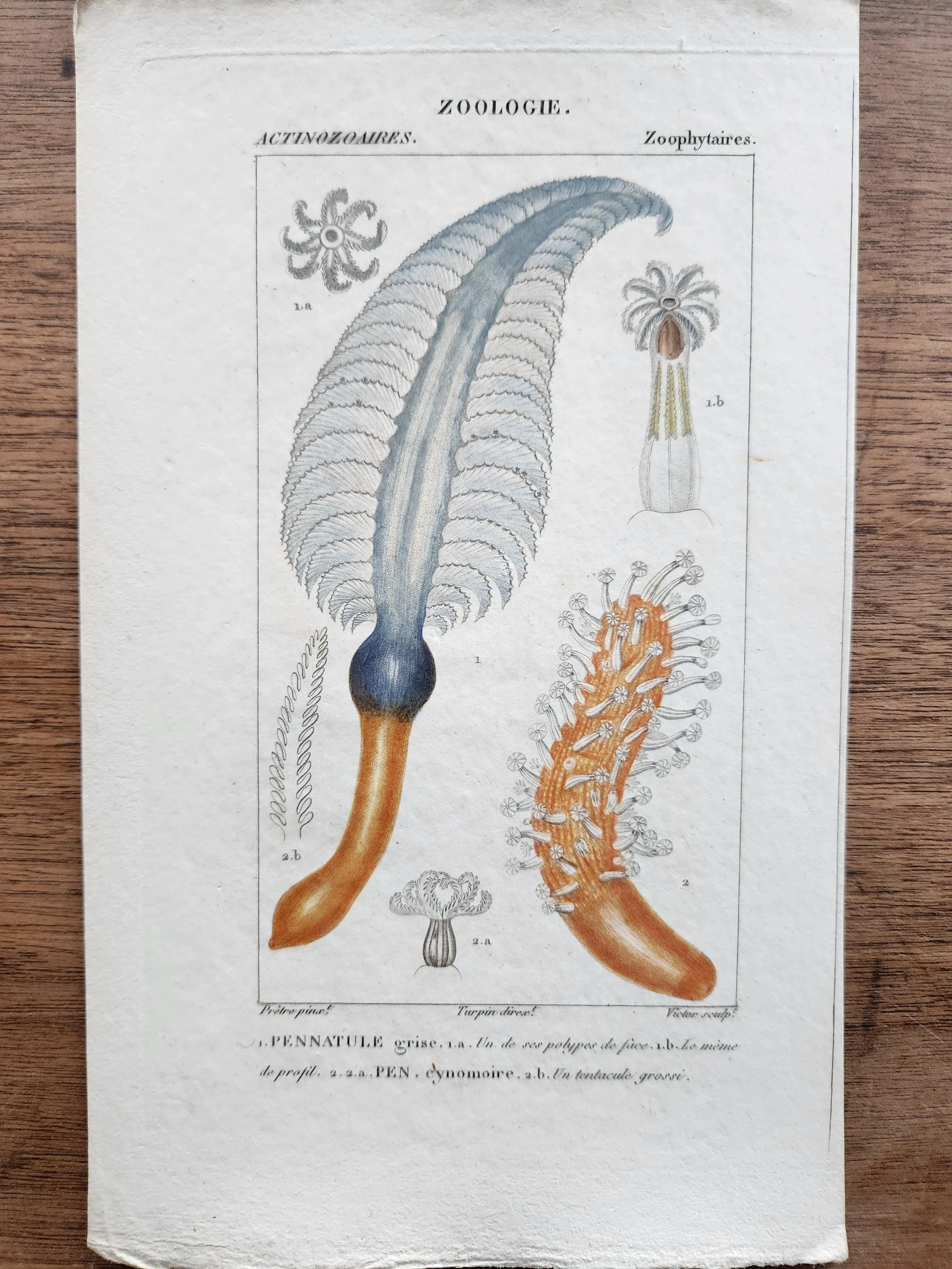 Antique French Engraving, 4, with Border.jpg