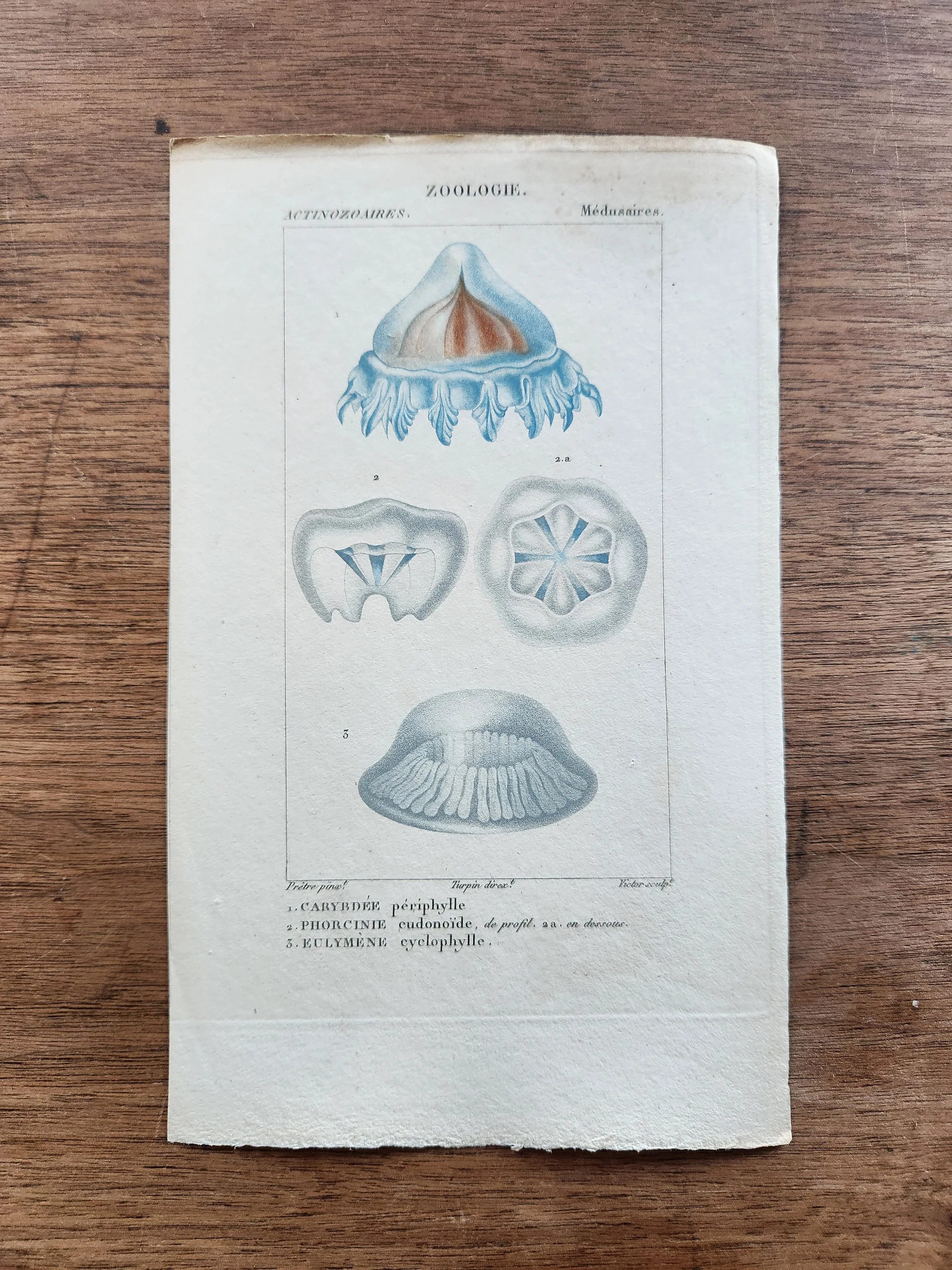 Medusaires (Loose, Unframed Print) from "Zoologie"
