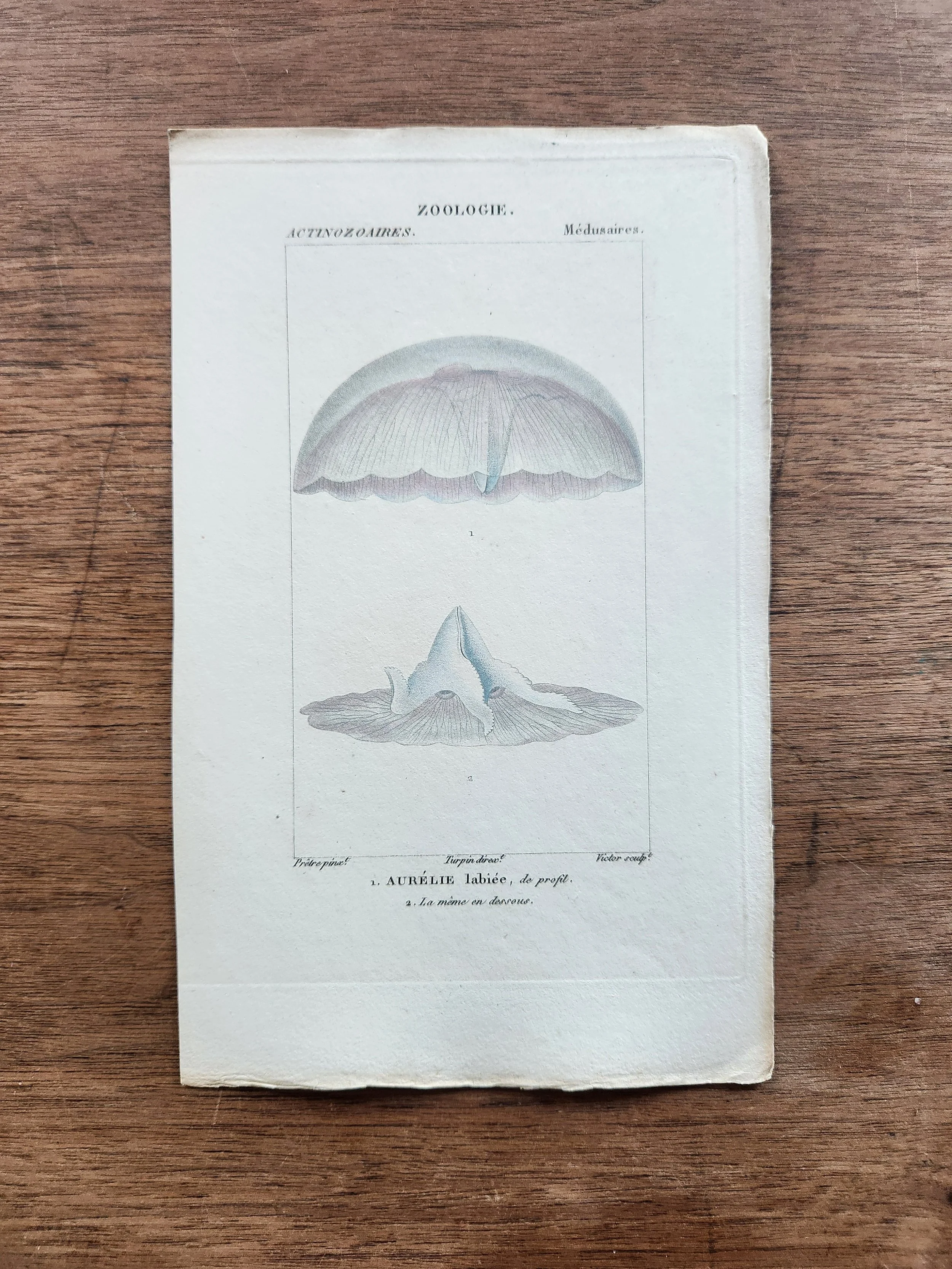 Medusaires (Loose, Unframed Print) from "Zoologie"