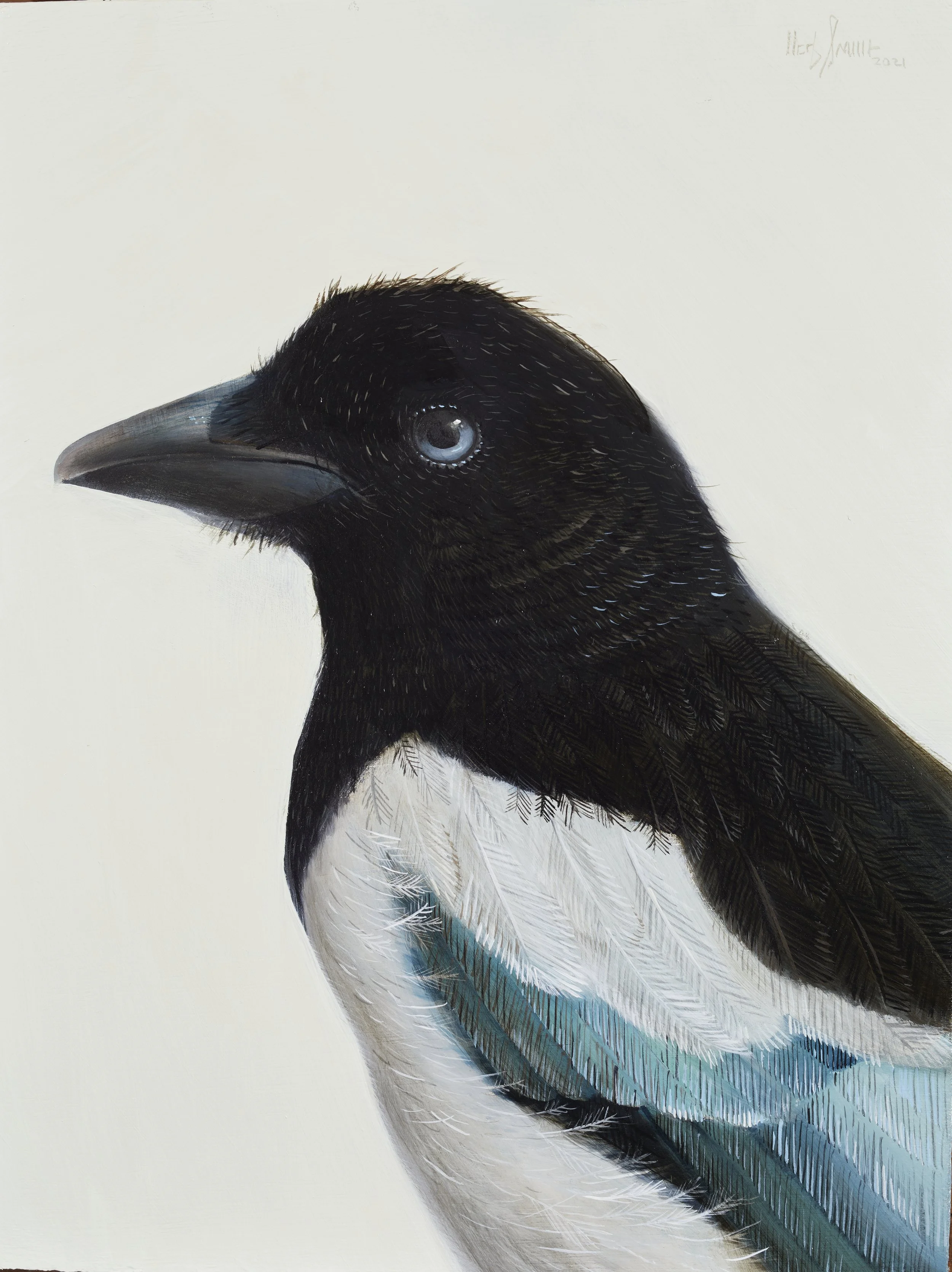 Herb Smith (American, b. 1981) / Black-Billed Magpie / Oil on Wood Panel / 12" x 9" / SOLD