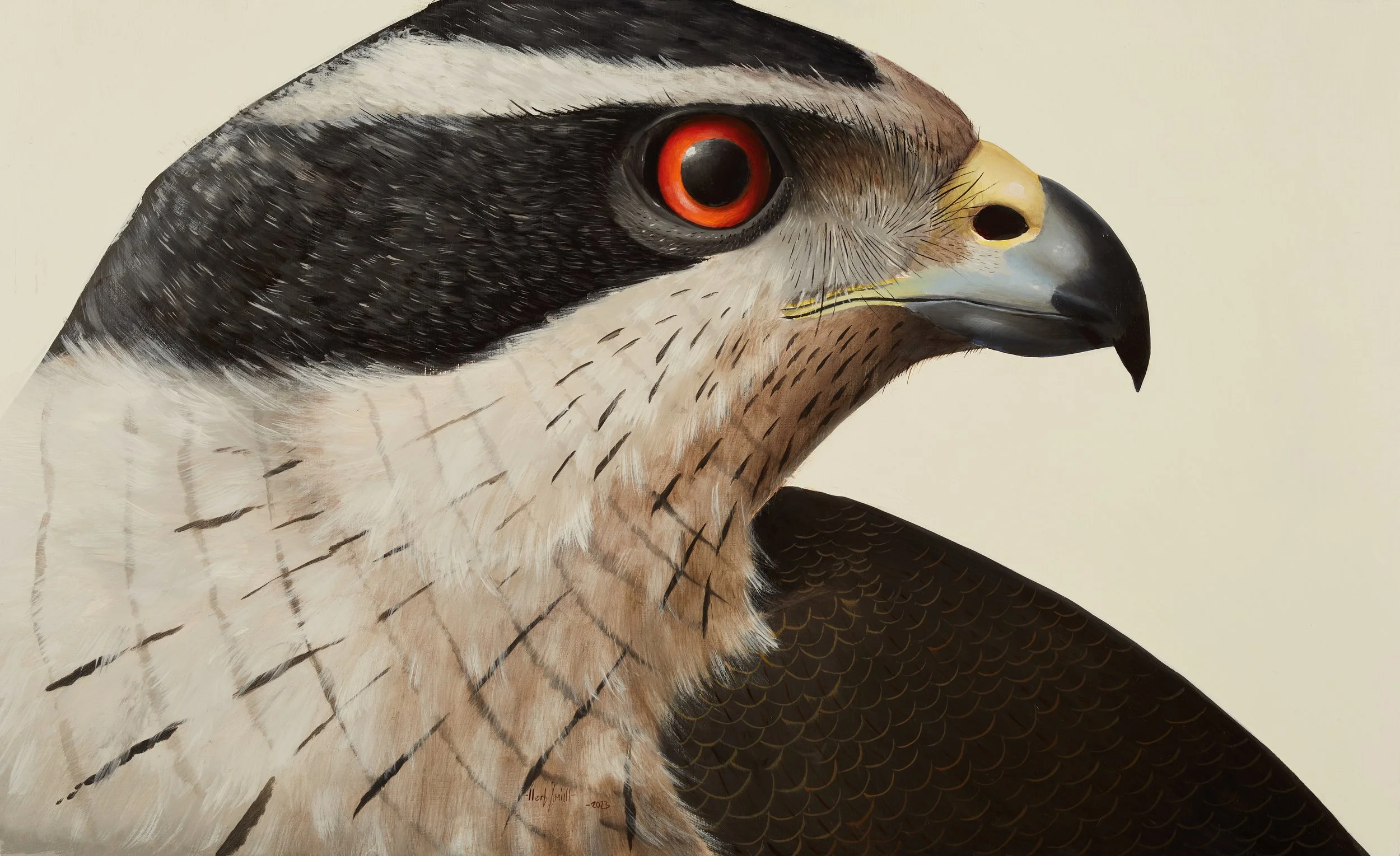 Herb Smith, Northern Goshawk