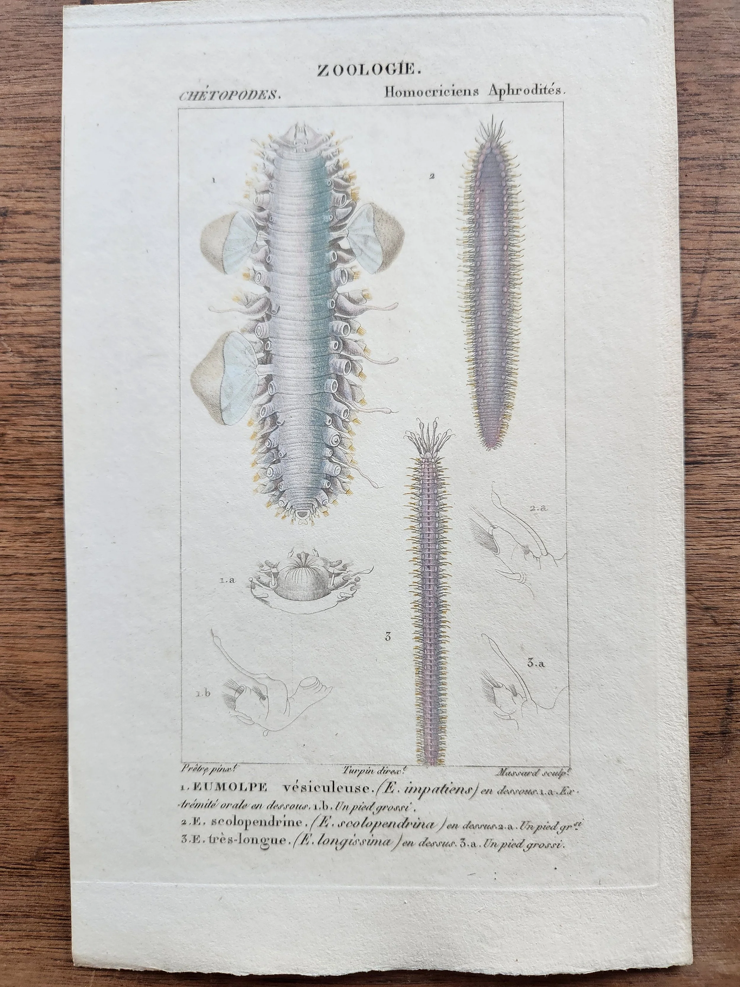 Antique French Engraving, 3, with Border.jpg
