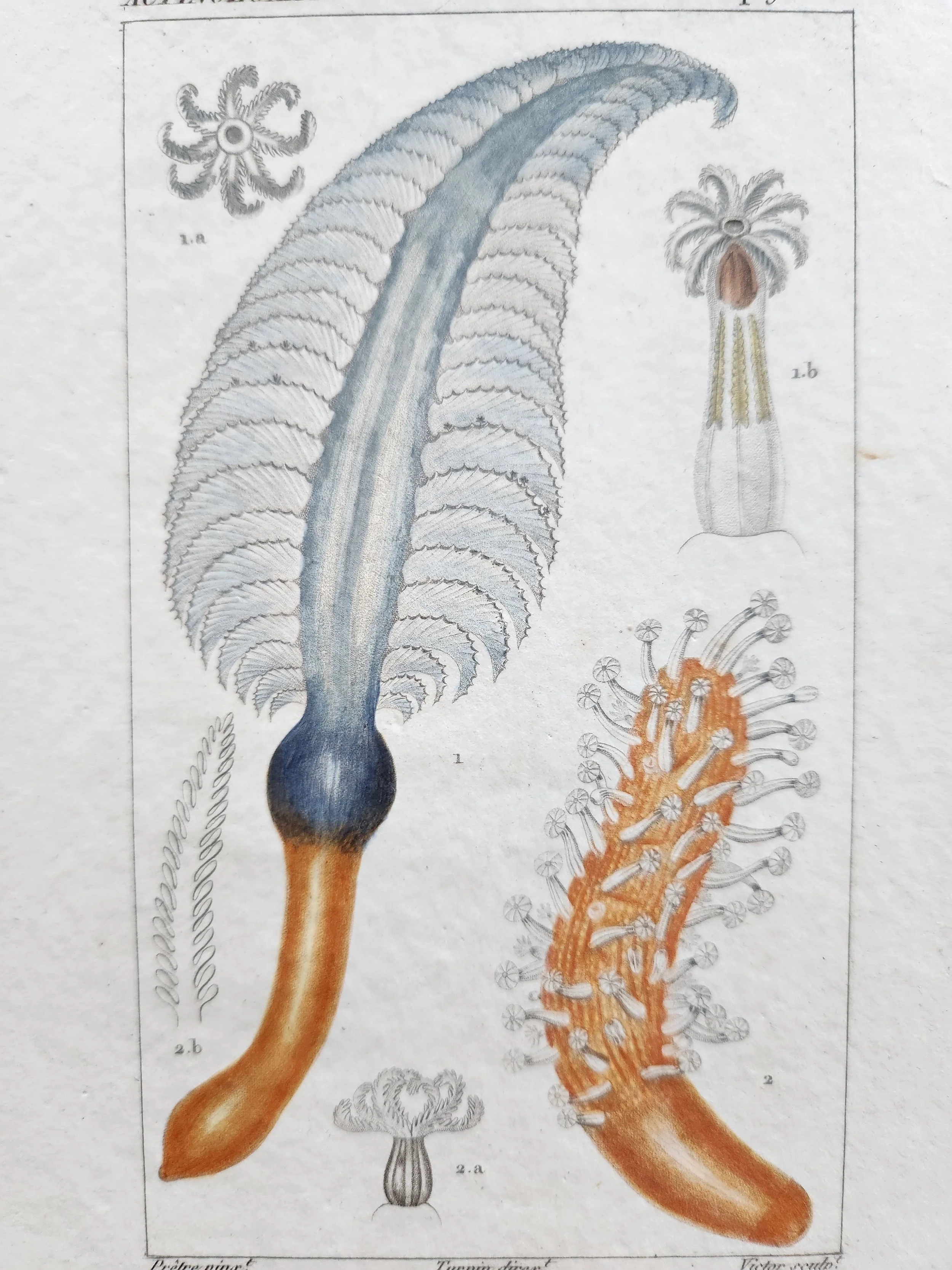 Antique French Engraving, 4.jpg