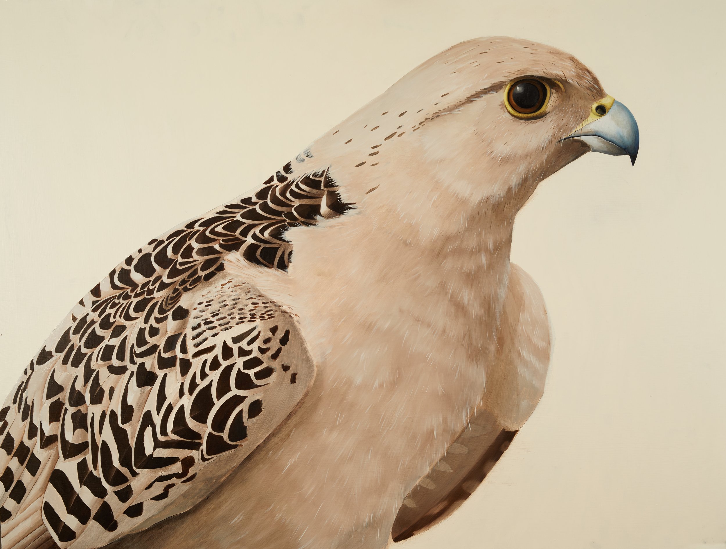 Herb Smith (American, b. 1981) / Gyrfalcon (2023) / Oil on ACM Panel / 30" x 40" / SOLD