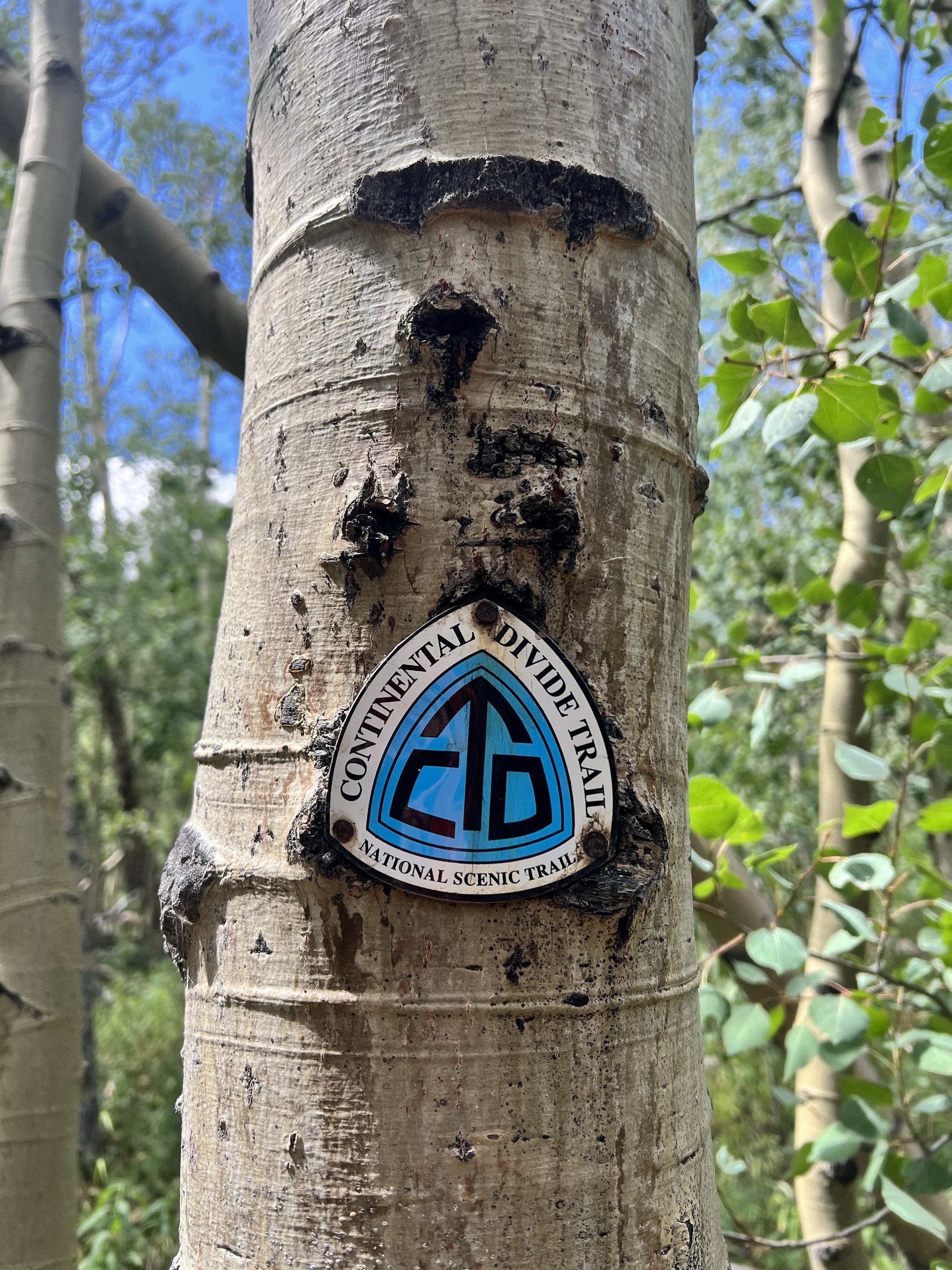 Close-up of a tree trunk with a sticker that reads 'Continental Divide Trail, National Scenic Trail' attached to it. The background shows more trees and some green leaves.