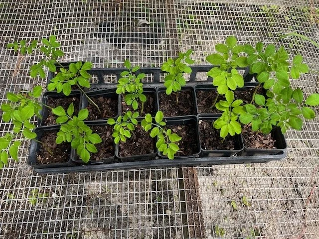 Moringa Oleifera Seedling 4" Pot