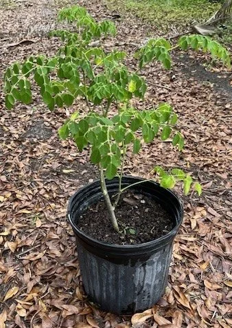 Moringa Oleifera                                                                                                                                                                        3 Gallon 24"-36"