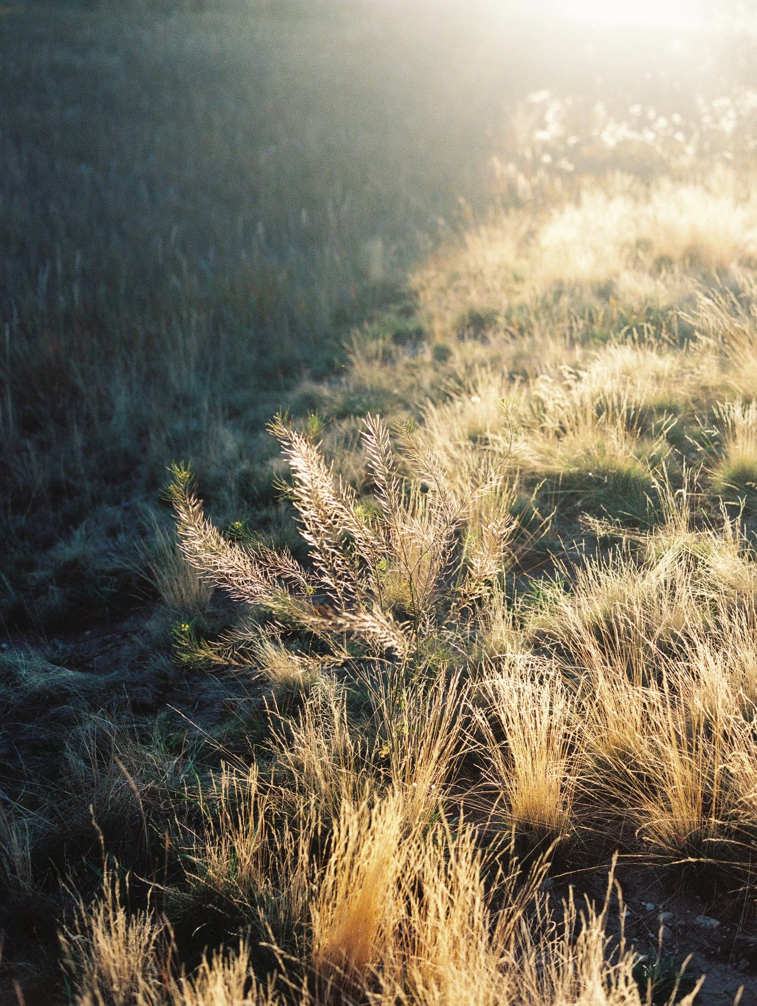 Sunlight shining on golden grass and plants in a field, with shadows on the left side.