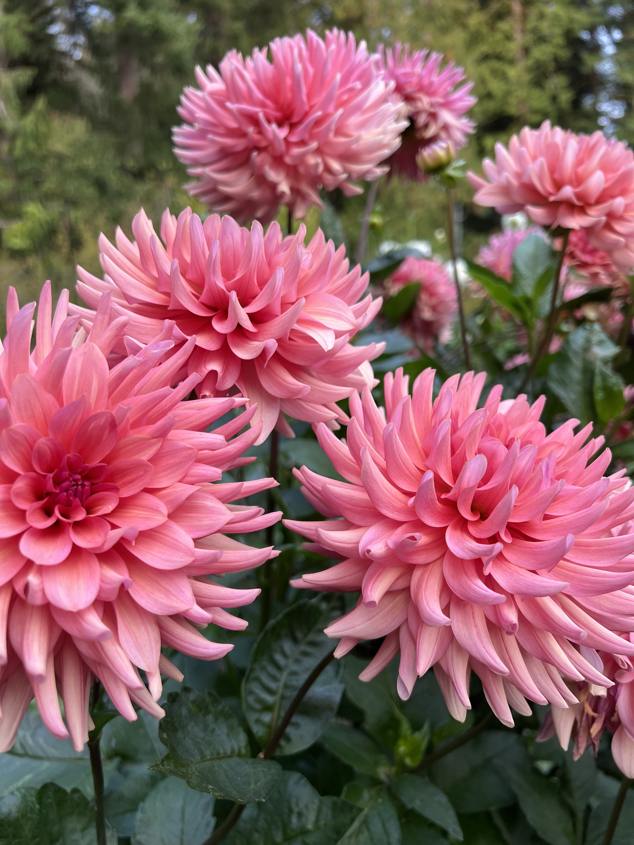 Fall Dahlias