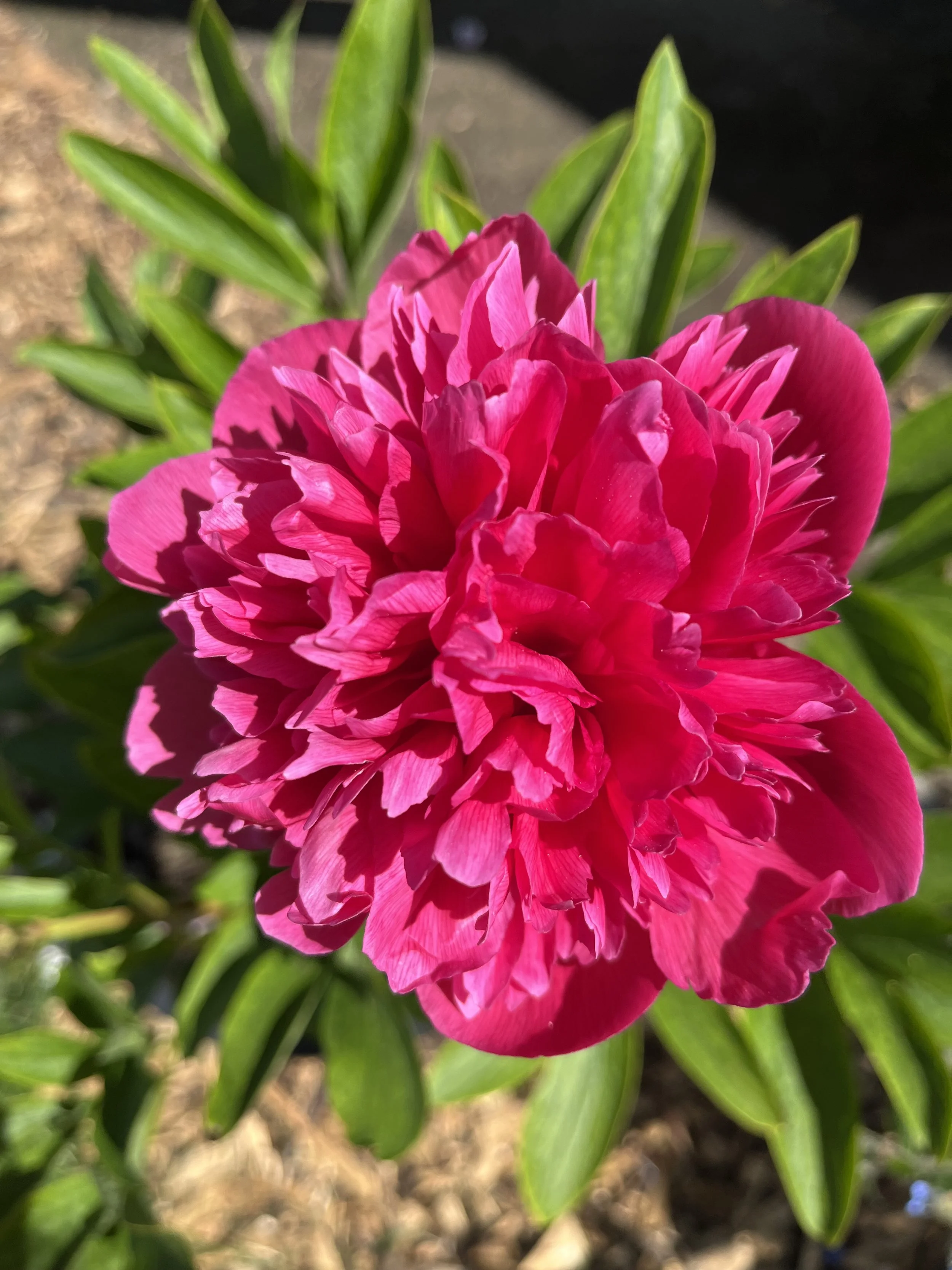 Peony Bouquets