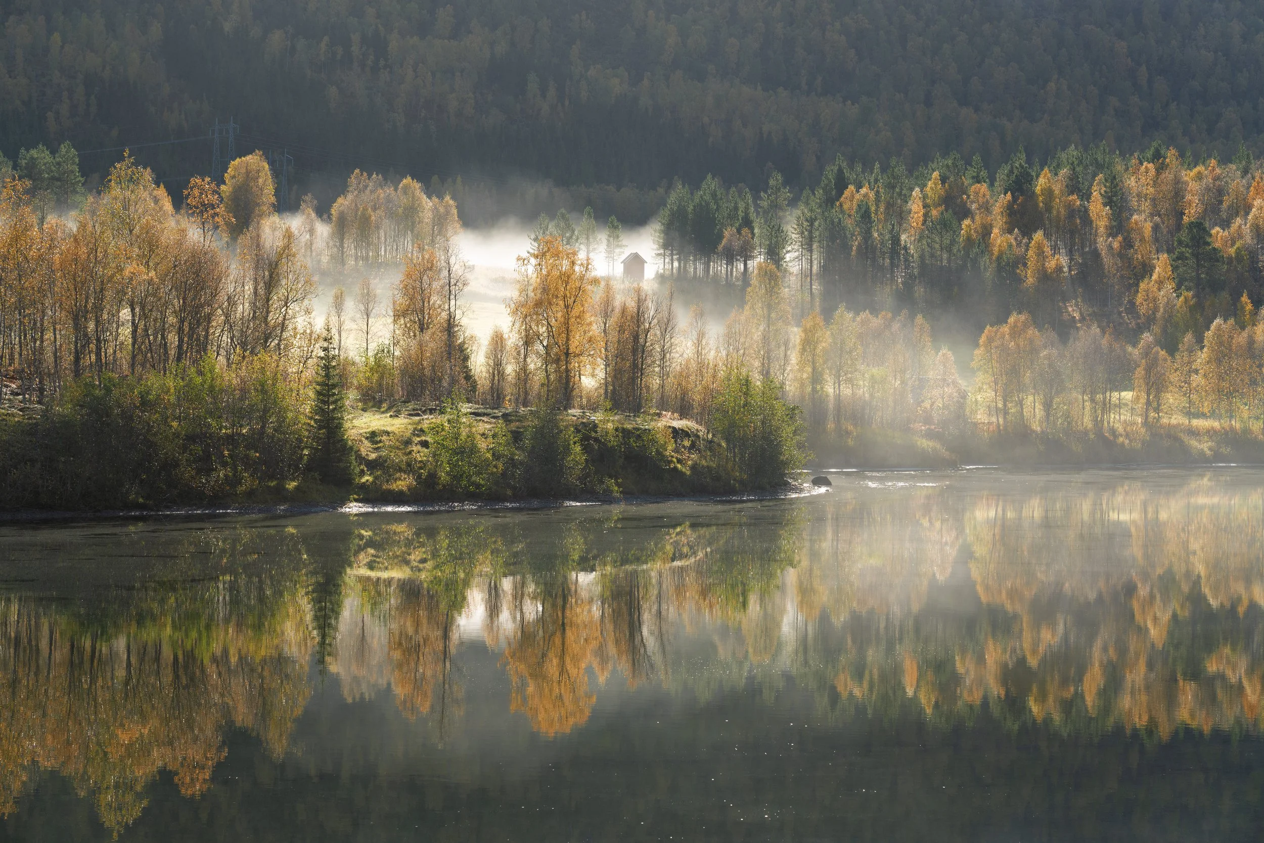 Forêt magique