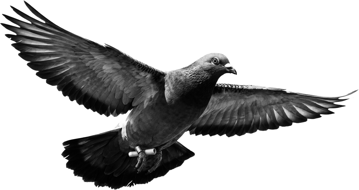 Black and white photograph of a pigeon in flight with wings fully spread.