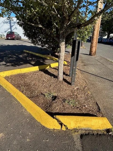 A small tree planted in a parking lot island with yellow painted curbs, and a parking meter nearby.