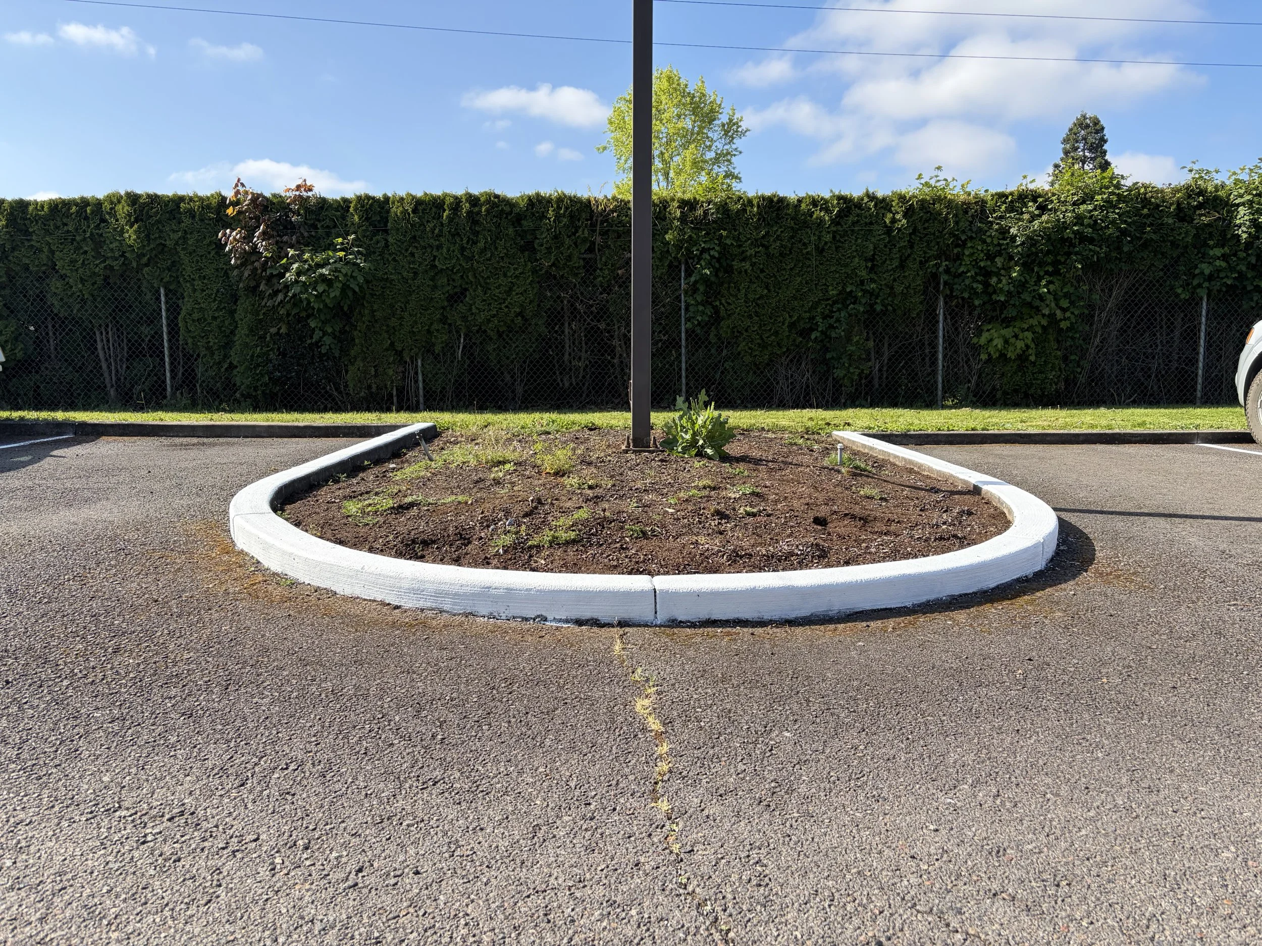 A small, circular, landscaped island in the middle of a parking lot with a black pole in the center, bordered by white concrete curb, with some weeds growing in the soil, and a green hedge privacy fence in the background under a blue sky with scatter