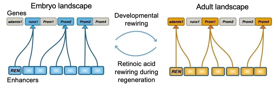 Mechanisms for controlling gene expression during zebrafish heart regeneration